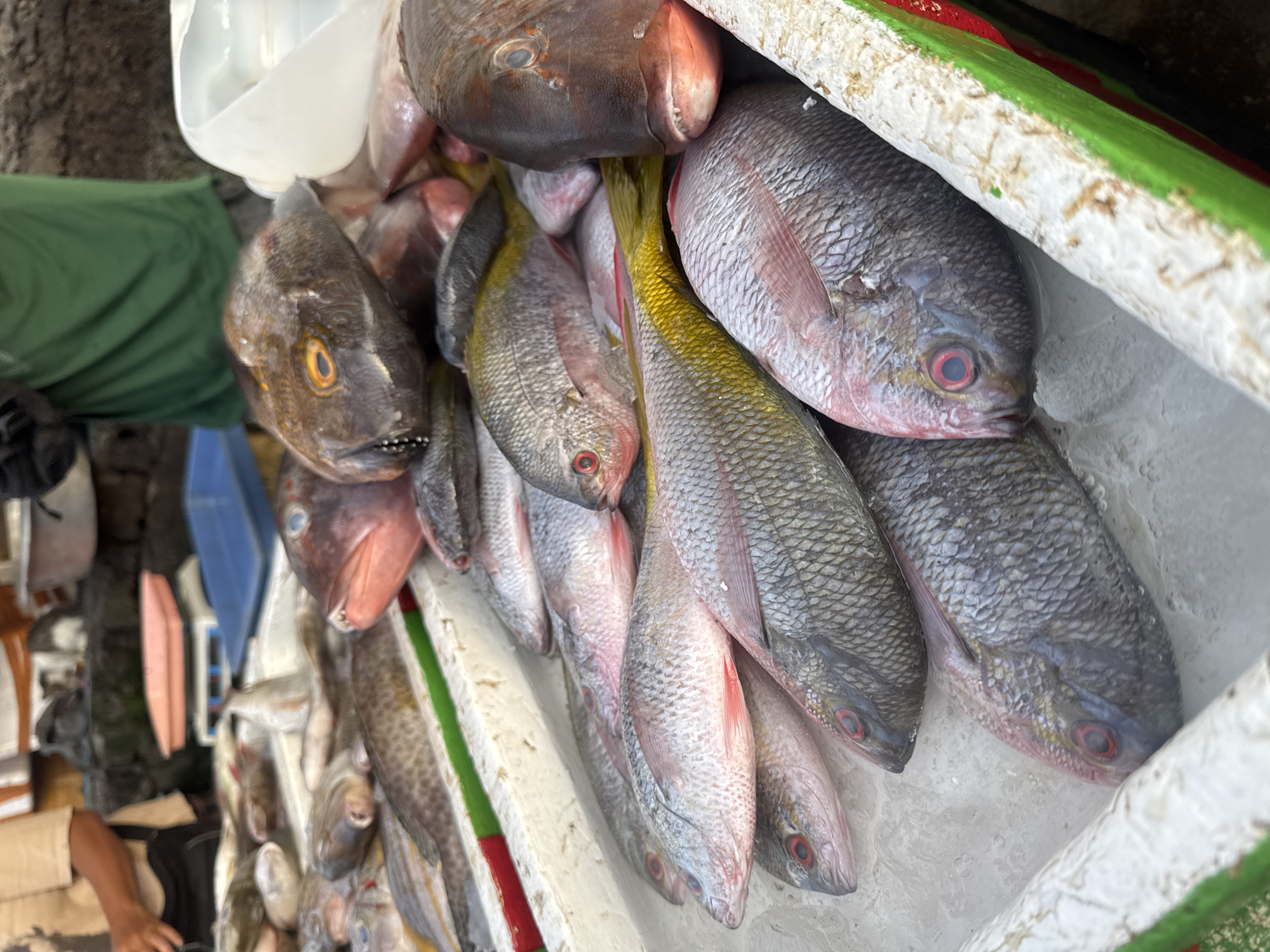 The image provides a close-up view of a fresh fish display at what appears to be a market stall in Kuta, Indonesia. The primary subjects are numerous freshly caught fish, predominantly various species of snapper, laid out in a large, white, rectangular container, possibly a cooler or insulated box. The edges of this container are painted with distinct green and red stripes.
The fish exhibit a range of colors, including silvery-grey bodies, some with a reddish tint, and others with vibrant yellow tails and dorsal fins. Many of the fish have prominent, bright red eyes, while one larger, darker fish on the left features distinctive golden-orange eyes and a textured head. Several fish have slightly open mouths, revealing gills or teeth, and their scales are clearly visible, indicating their freshness.
In the background on the left, a person wearing a green shirt is partially visible, likely a vendor or customer. Towards the bottom left, another person's arm and hand, clad in a light-colored sleeve, can be seen, suggesting human activity around the stall. Hints of a bustling market environment are present in the blurred background, including what appears to be a blue weighing scale and a pink object, possibly another piece of market equipment.
The lighting suggests it is daytime, consistent with market hours for selling fresh produce. There is no visible text within the image. The scene captures the essence of a lively, outdoor fish market, showcasing the daily catch.