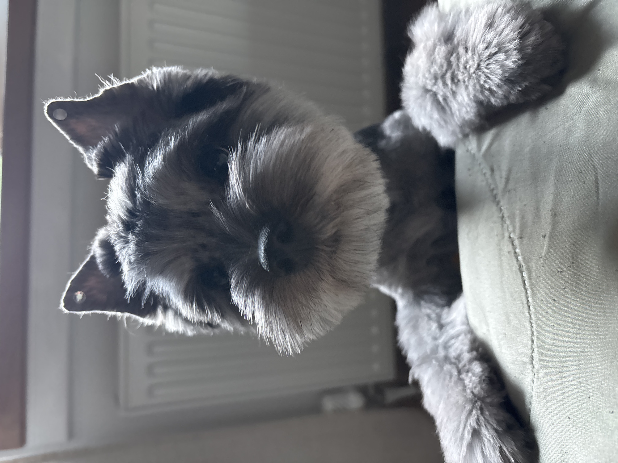 A small, grey and black patterned dog, likely a Miniature Schnauzer due to its distinctive facial hair and wiry fur, is depicted in a close-up, vertically oriented shot. The dog is positioned as if peering over the edge of a light green (khaki) sofa or cushion, with its front paws resting on the fabric. Its head is slightly tilted, and it looks directly towards the camera with an inquisitive or curious expression.
The dog's fur, particularly on its beard and eyebrows, is well-groomed. Strong backlighting from an unseen window to the left of the frame creates a bright halo effect around the dog's ears and the outline of its head, highlighting the individual hairs and adding a dramatic contrast. The background is softly out of focus, revealing a bright white area consistent with a window and a white radiator visible beneath it, suggesting an indoor setting. The texture of the sofa fabric is visible on the right side of the image, appearing somewhat worn. There is no visible text in the image. This scene takes place in Chaikovsky, Russia.