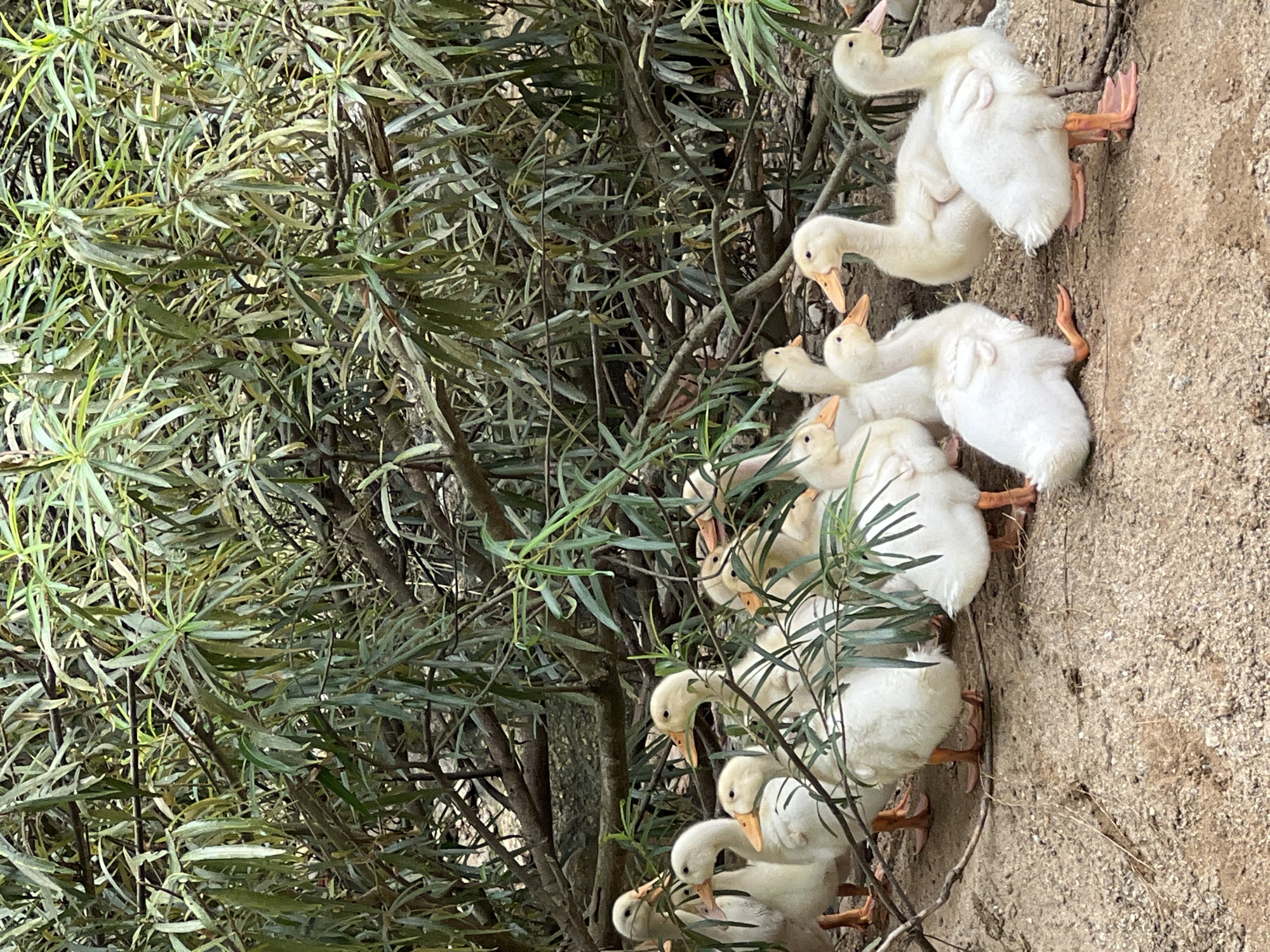 A flock of at least eleven white ducklings stands on sandy ground in front of dense green foliage. The ducks are mostly facing towards the viewer, with their beaks open, as if they are quacking or anticipating food. The foliage behind them is a mix of thin, green leaves and brown branches, suggesting a natural or semi-natural outdoor setting. The ground beneath the ducks is covered in fine, light brown sand or dirt. The lighting is natural, with some areas in shadow from the dense foliage. The scene is a snapshot of ducklings in their environment. The image is not specific to Đà Nẵng, Vietnam, nor does it contain any elements that can identify its location.