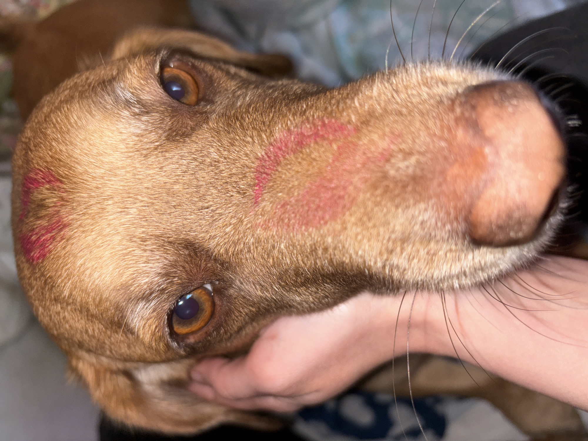 A close-up, tilted, indoor photograph shows a light brown dog with amber eyes. A lipstick kiss mark is visible on the dog's forehead, and another is on its snout. A hand is partially visible supporting the dog's face. The background is blurred, showing bedding with a floral pattern. The location cannot be determined from the image.