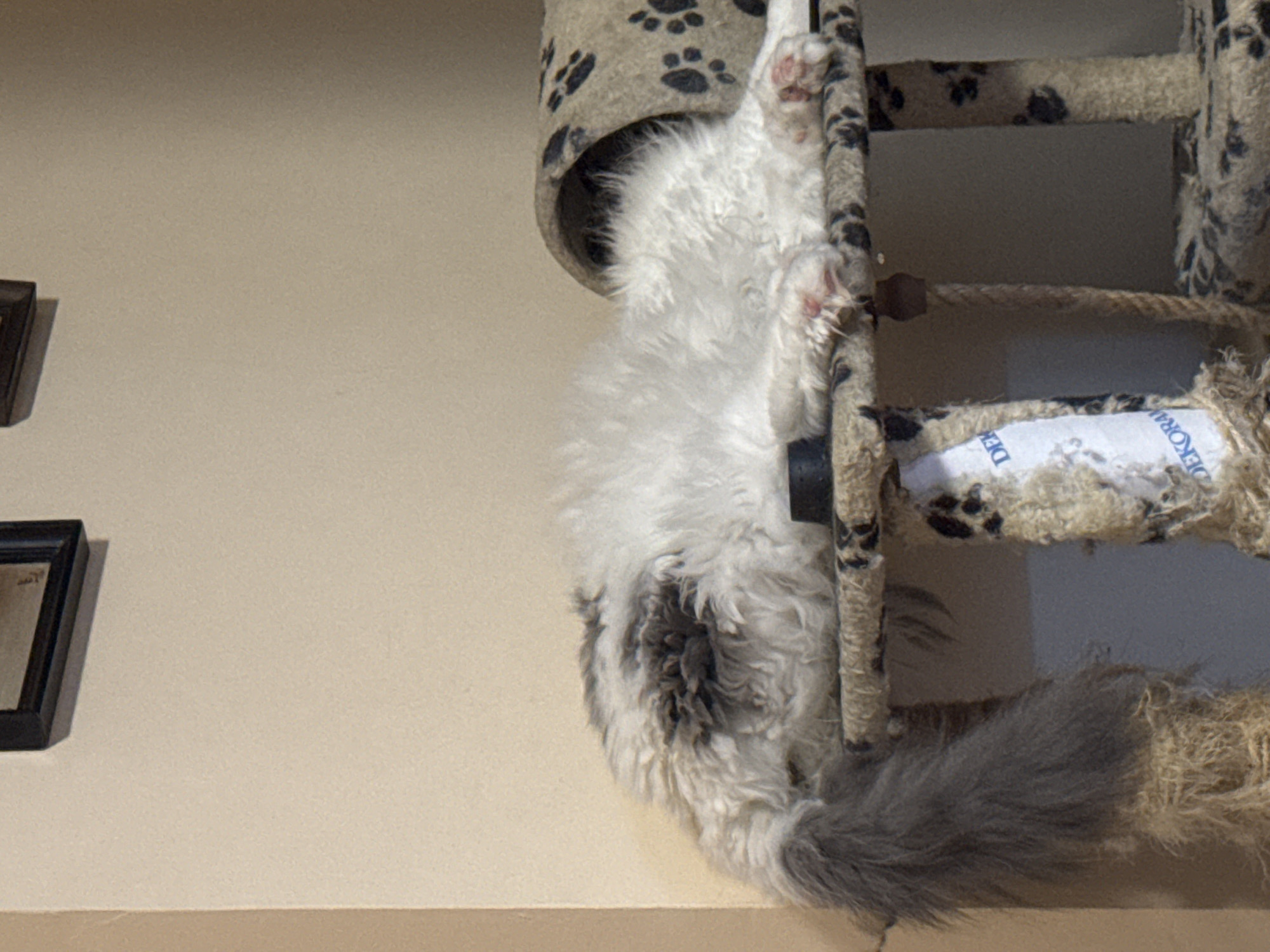 A close-up indoor shot shows a fluffy white and gray cat clinging to a cat tree. The cat tree is covered in patterned fabric and rope. A picture frame is partially visible on a cream-colored wall. The location is not discernible from the visual information provided, and thus cannot be determined to be in Sofia, Bulgaria.