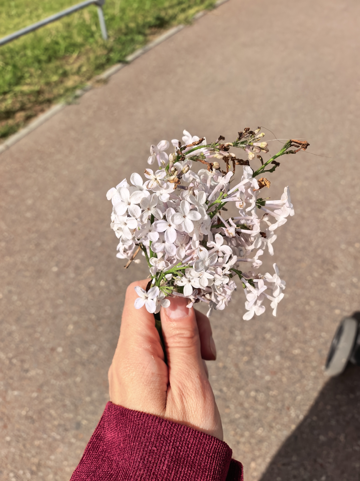 A hand holds a small bouquet of wilted white lilacs. The hand is light-skinned and part of a red sweater sleeve is visible. The background is a paved path, likely a sidewalk, and a metal railing with grass behind it is visible in the upper left corner. A wheel of a stroller is visible in the lower right corner. The image appears to be taken outdoors in daylight. No location in Sterlitamak, Russia can be confirmed from the image alone.