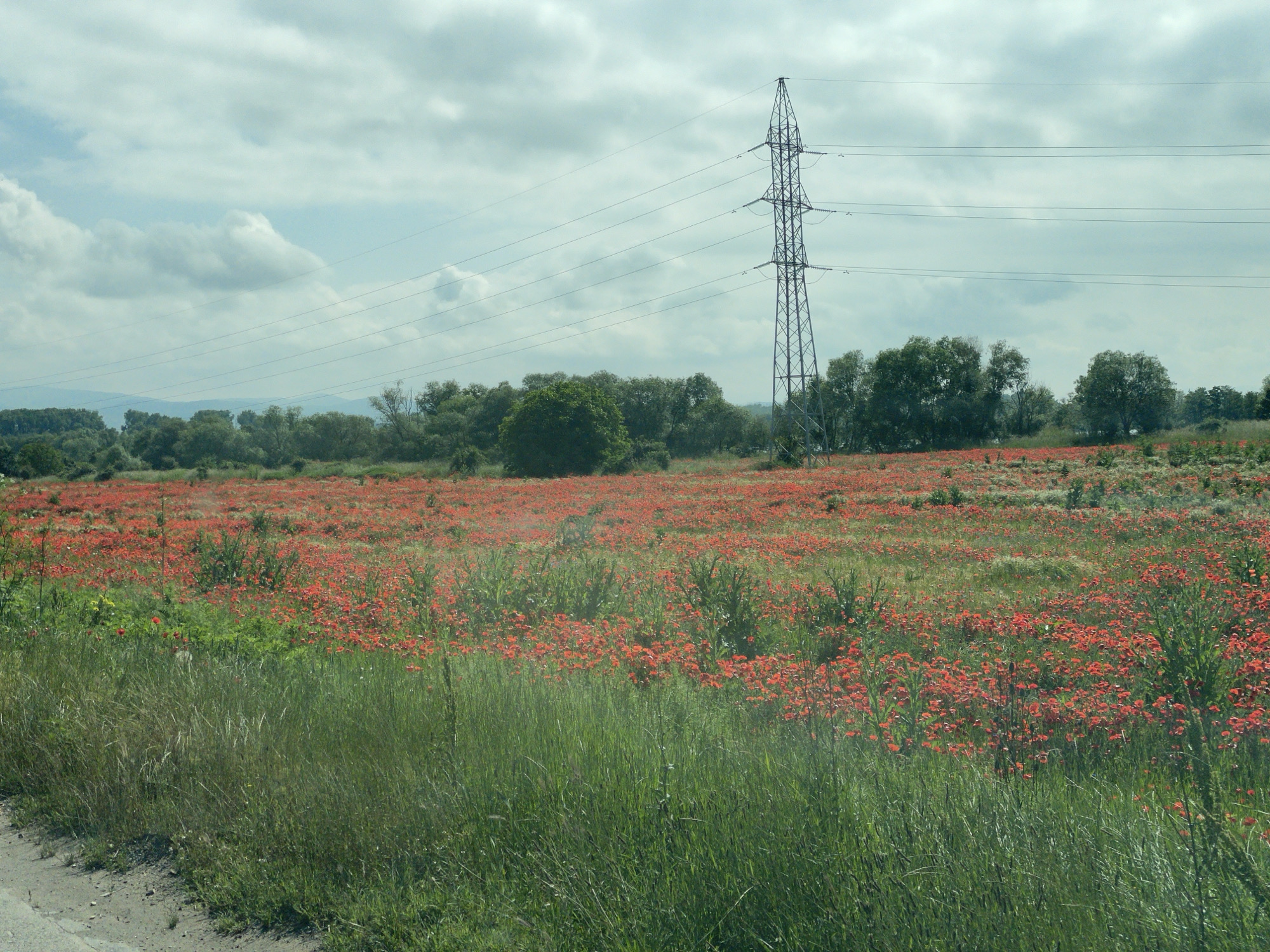 The image displays a wide, pastoral landscape, likely in a rural or semi-rural area near Sofia, Bulgaria. The foreground is dominated by an expansive field of vibrant red poppies, interspersed with tall green grass and other wild vegetation. A small section of dirt or gravel, possibly the edge of a road or path, is visible at the bottom left.
In the mid-ground, a dense line of green trees forms a natural boundary across the landscape. A prominent metallic electricity pylon (power line tower) stands tall to the right, with several high-voltage power lines stretching horizontally across the sky. Distant hills or mountains, their contours softened by atmospheric haze, are visible in the background beneath an overcast sky.
The weather appears cloudy or partly cloudy, with grey and white clouds covering much of the sky, indicating daytime, likely late morning or afternoon, due to the diffused light. No people or specific activities are depicted; the scene captures a moment of natural beauty and tranquility, featuring blooming poppies in a field under a cloudy sky, with the presence of a power line indicating human infrastructure in the natural environment. No visible text is present in the image.