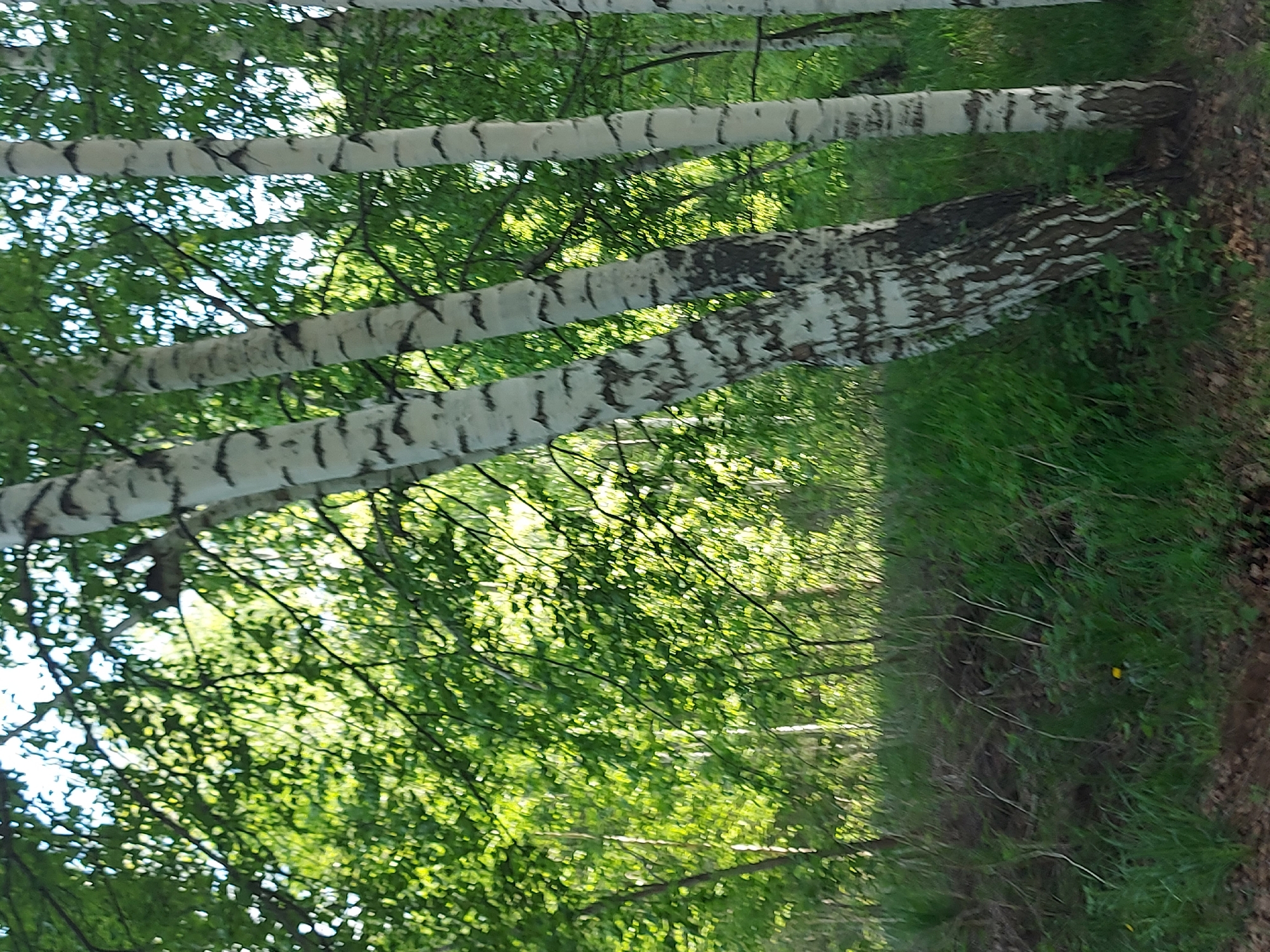 The image depicts a section of a birch forest, likely located in a park or wooded area in Chaikovsky, Russia. Several mature birch trees with characteristic white bark and black markings dominate the view, their trunks running horizontally across the frame. Lush green foliage, suggestive of spring or summer, fills the background and foreground. A ground cover of grass and other vegetation is visible. The image is taken at ground level, possibly from a walking path within the wooded area.