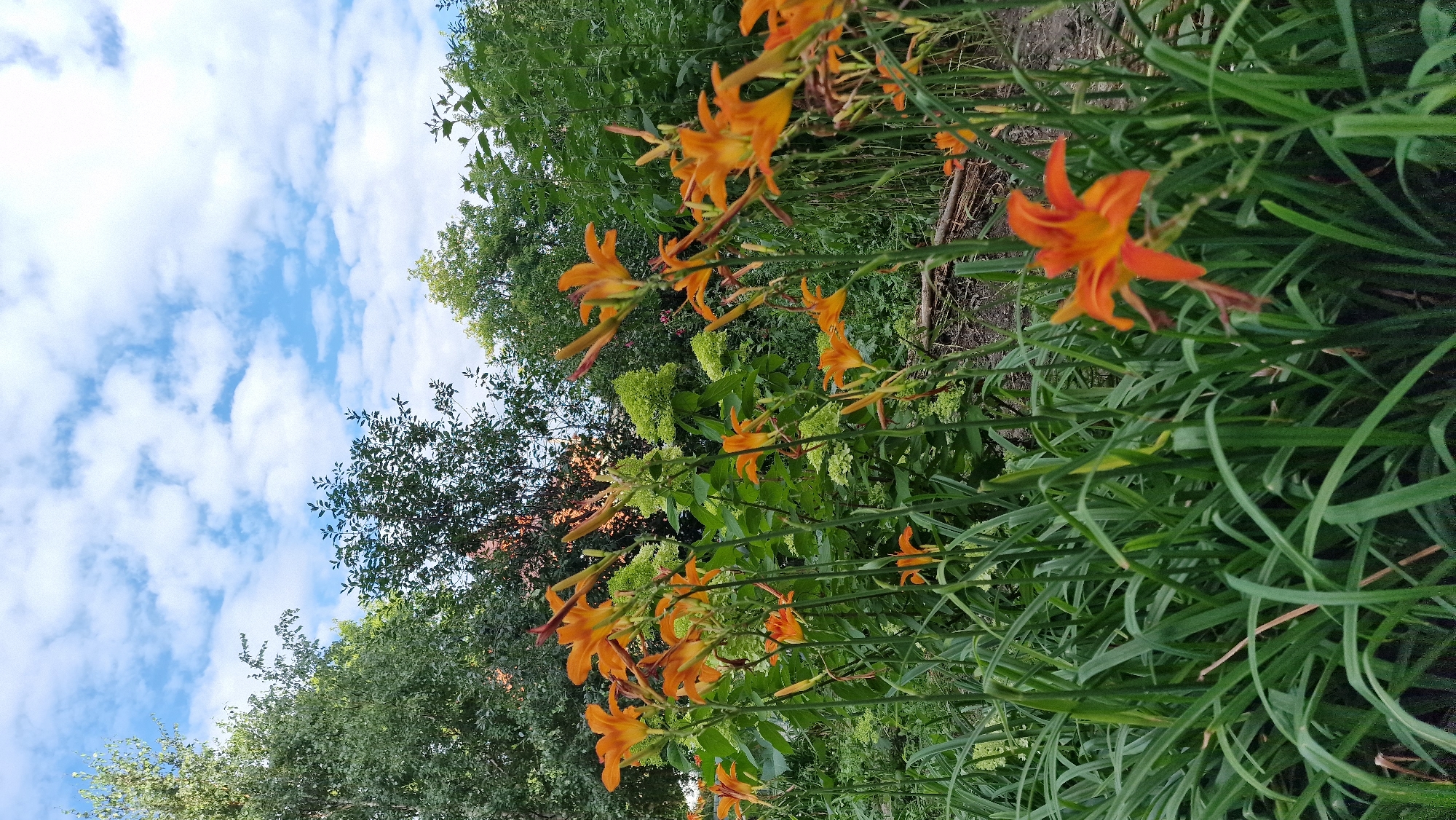 In a garden setting under a cloudy sky, a cluster of vibrant orange daylilies are in full bloom. The flowers are tall and delicate, with pointed petals and a bright yellow center. They are surrounded by lush green foliage, including long, sword-like leaves and the rounded, green flower heads of a hydrangea plant. In the background, a dense canopy of trees creates a dark, verdant backdrop, with hints of sunlight filtering through. The ground is covered in loose soil and dry branches, suggesting a natural, slightly unkempt environment. This scene is located in a garden in the city of Kostanay, Kazakhstan.
