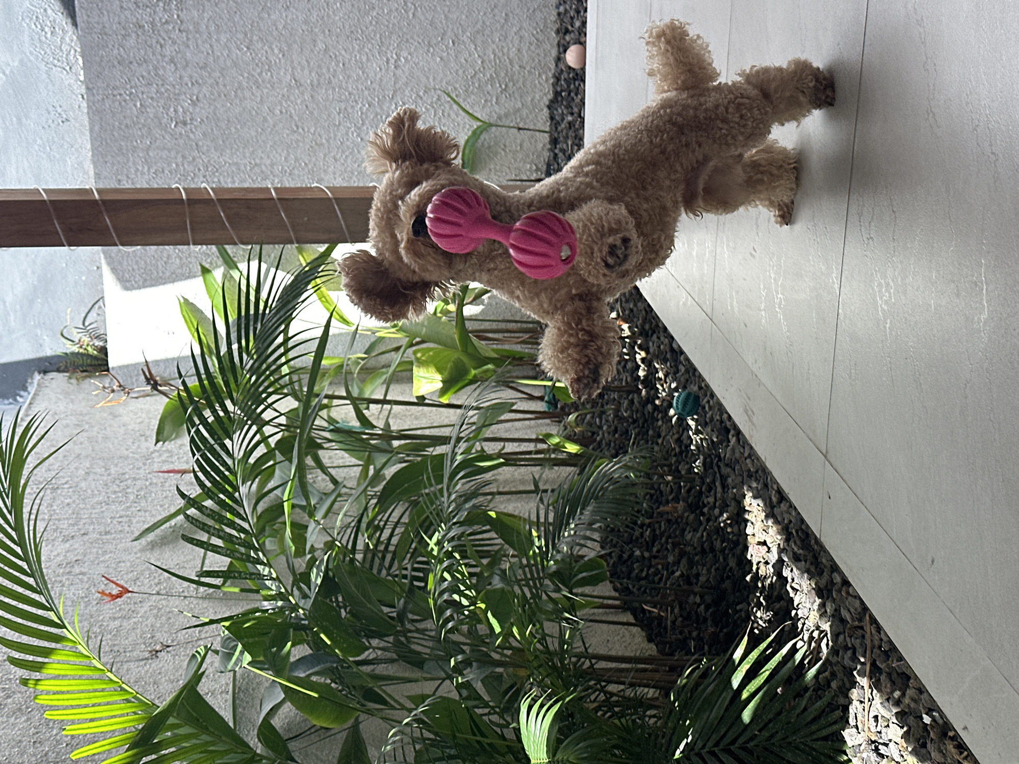 In a sun-drenched outdoor area in North Kuta, Indonesia, a small, curly-haired brown poodle stands on its hind legs, holding a bright pink dog toy in its mouth. The toy, which resembles a dumbbell with a sphere on each end, is firmly gripped between the dog's teeth. The poodle's front paws are extended forward, suggesting it is in mid-action, possibly playing or begging.
The environment is a paved patio area with large, light-colored tiles. To the left of the dog, a lush garden bed is filled with dark grey stones and various green plants, including palm fronds that cast dappled shadows on the ground. In the background, a textured white wall serves as a backdrop, with a vertical wooden post, wrapped in thin wire, partially obscuring the view. The lighting indicates it is daytime, with strong sunlight creating distinct shadows. Several small, greenish-blue balls are scattered in the garden bed, and a faint pink ball is visible on the patio to the right. The scene is peaceful, capturing a playful moment with a pet in a tropical setting.