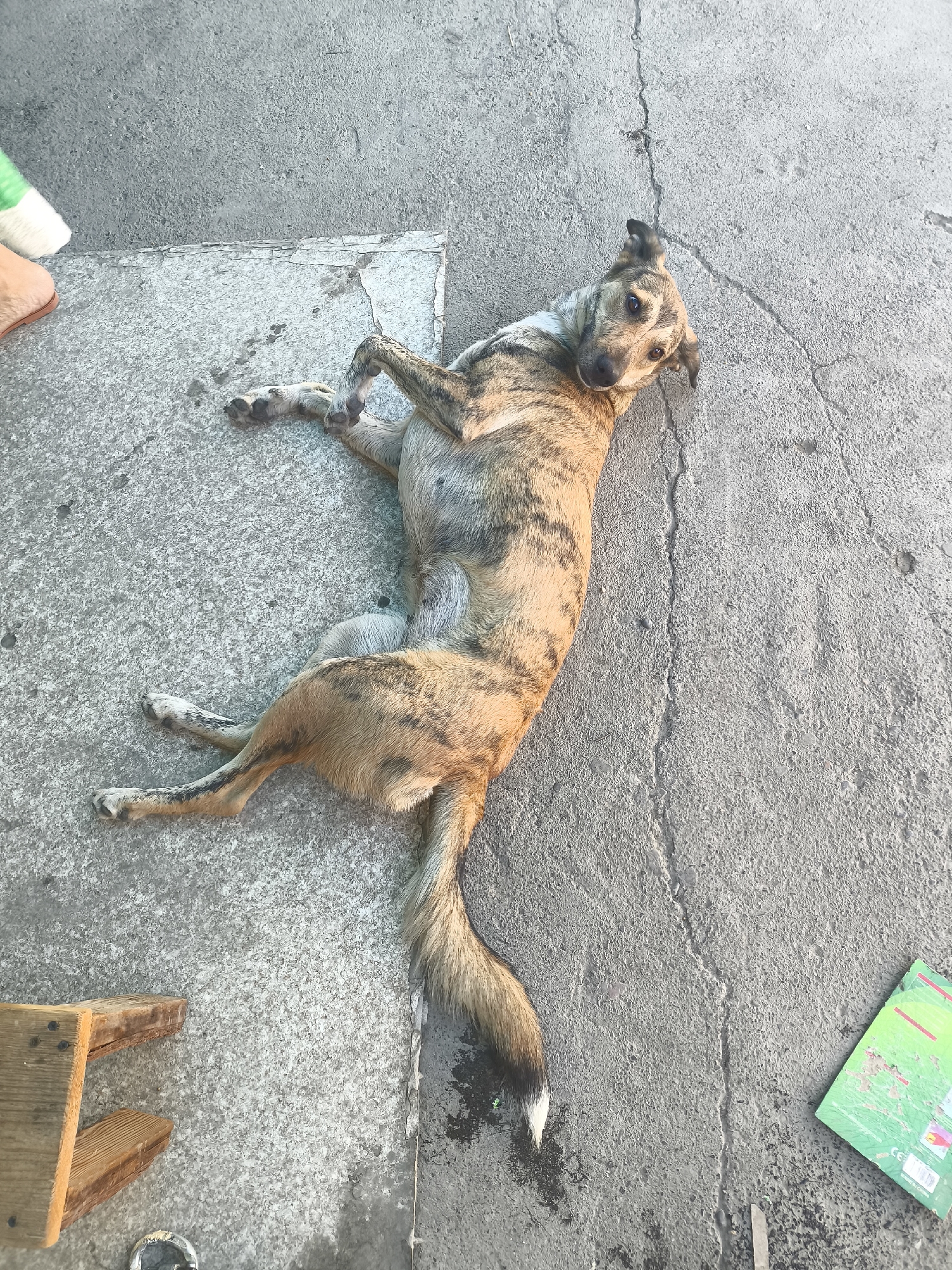 A brindle-colored dog lies on its back on a cracked concrete surface. The dog's front legs are bent, and its rear legs are splayed out. The dog's head is tilted to its right, and its eyes are open. To the left of the dog, a person's foot wearing a sandal is visible. Also on the left, a small wooden stool rests on the concrete. To the right of the dog, a few green items, possibly books or folders, are on the ground. The environment appears to be outdoors, with a rough, textured concrete ground.