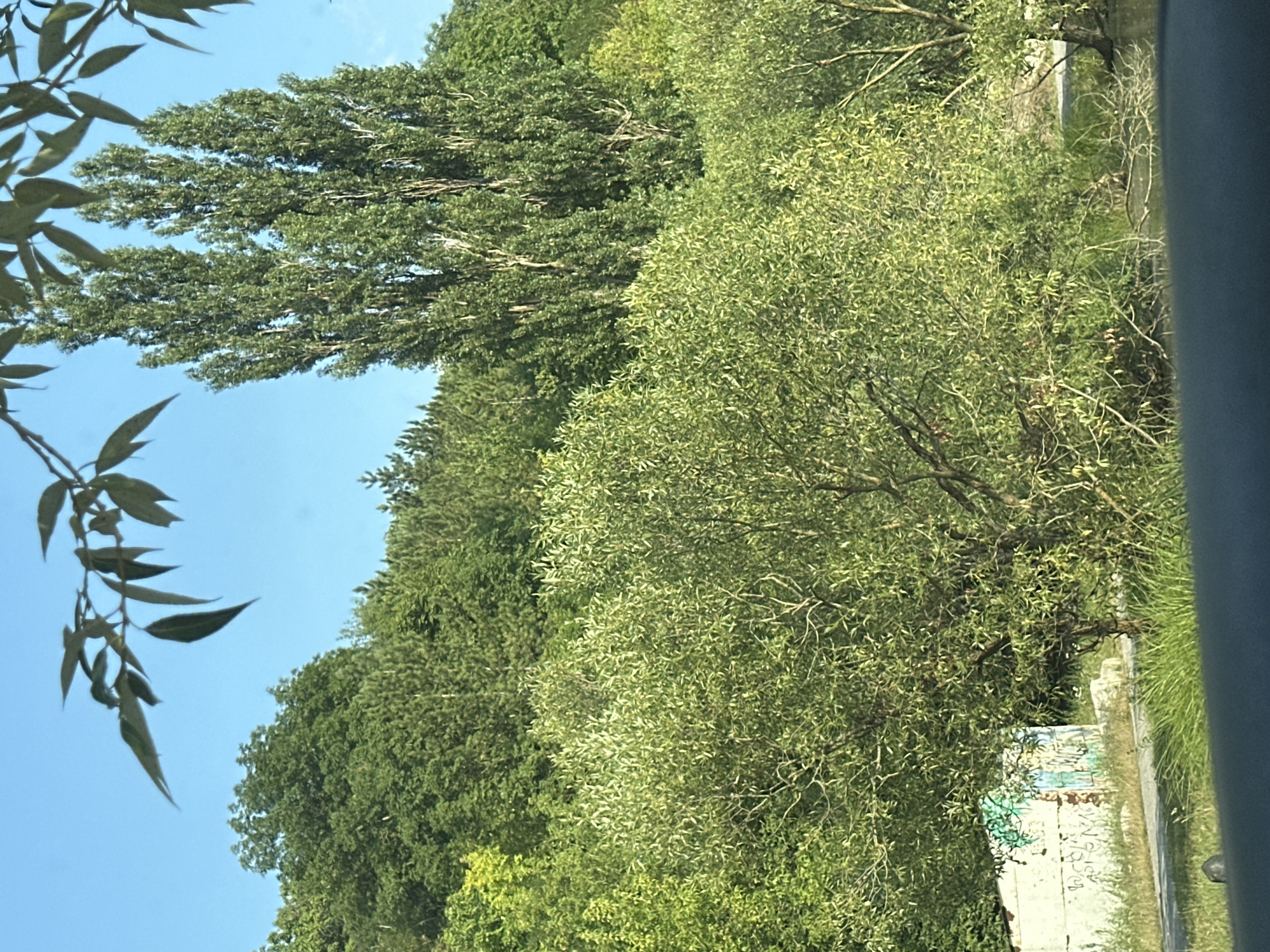 This is a landscape photograph taken in Makiv, Ukraine, likely during daylight hours with clear skies. The image features a dense array of green trees and foliage, creating a lush, natural environment. In the foreground, there is a large, leafy tree with many thin branches. To the left of this tree, a weathered, graffiti-covered concrete structure is visible, partially obscured by grass. Behind the foreground foliage, taller, slender trees with more defined trunks rise vertically, contrasting with the broader canopy of the lower trees. The background consists of more dense green trees, suggesting a forest or heavily wooded area. The sky above is a clear, bright blue. There are no people or animals discernible in the image. The overall impression is of a natural, somewhat untamed landscape within or on the edge of the urban environment of Makiv.