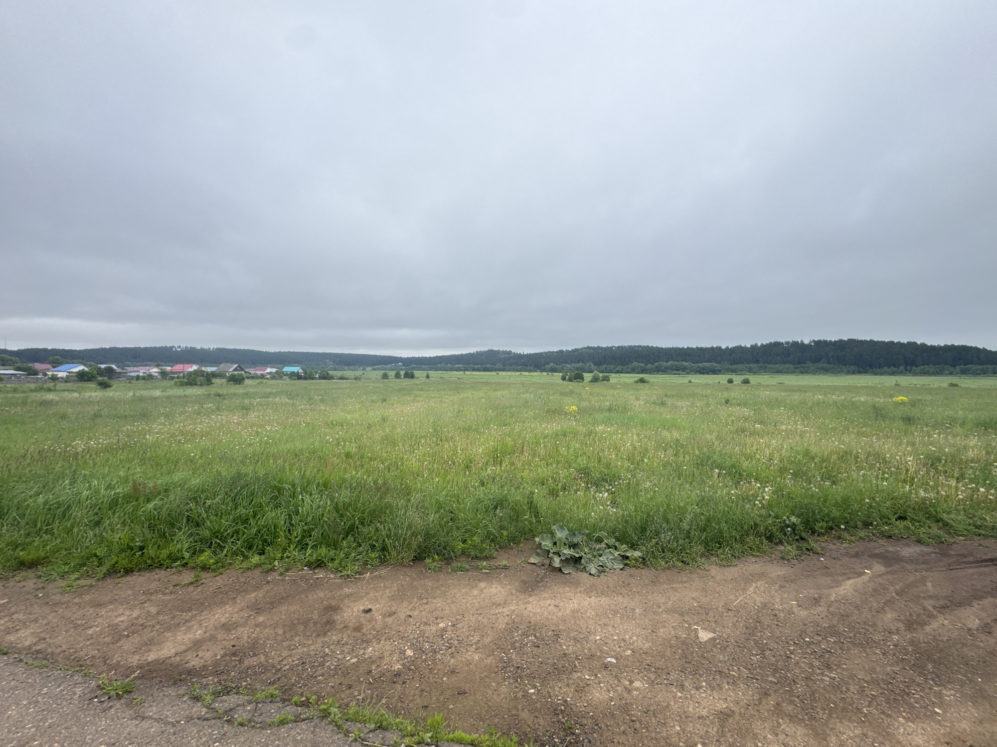 This media file presents a wide, expansive rural landscape under a uniformly grey, overcast sky. The foreground is dominated by a rough, light brown dirt path interspersed with small pebbles and some cracks, which meets a darker, worn asphalt edge on the left side. Patches of green grass and small weeds grow along the edges of this path. A prominent clump of large-leafed green plants is situated by the dirt path, slightly right of the center foreground.
Beyond the path, a vast green field stretches into the midground and distance. This field is densely covered with tall, varied green grass, dotted extensively with numerous white wildflowers resembling dandelion seed heads and a few yellow blossoms further afield.
In the background, a small village is visible on the left, featuring several houses with distinctively colored roofs, including shades of blue, red, and green. Further along the horizon, a continuous line of dark green forest marks the distant treeline, suggesting rolling hills or a dense wooded area.
The scene depicts a calm, natural setting, likely during daytime, though the heavy overcast sky provides diffused, soft lighting, giving a slightly muted feel to the colors. There are no people visible, and no discernible text appears in the image. The setting suggests a tranquil countryside environment, consistent with a location such as Alnashi, Russia.
