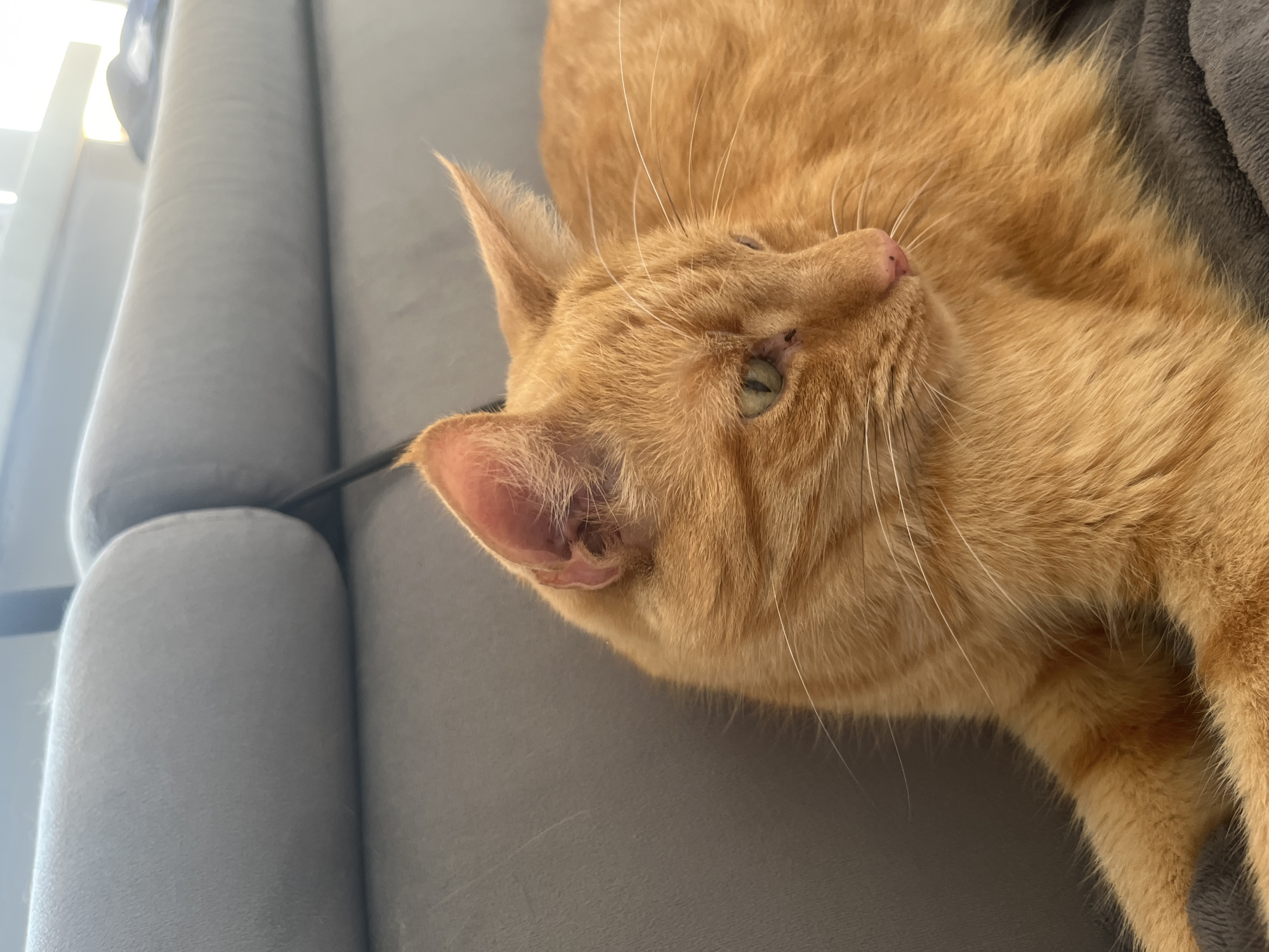 An orange tabby cat is resting on a gray sofa. The cat is lying on its side, with its head tilted upwards and looking to the right. Its eyes are partially closed, and its ears are perked up. The cat's fur is short and appears soft. A black object, possibly a cable, is visible near the cat's head, running behind it. The background consists of the gray sofa and a blurred area of bright light, suggesting a window or strong light source. The lighting suggests it could be daytime. The setting appears to be indoors, likely a living room. No text is visible in the image.