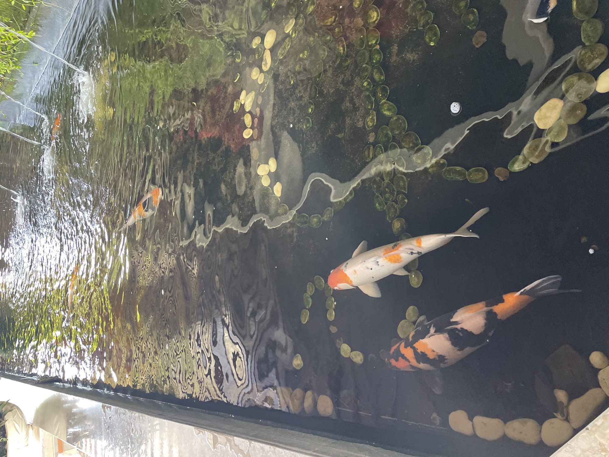 A koi pond is viewed from a high angle. Two koi fish are swimming in the dark water. One koi fish is predominantly white with orange markings, while the other has a black and orange mottled pattern. The pond has several green aquatic plants and smooth, tan-colored stones lining the bottom and edges. Waterfalls are visible in the upper right portion of the image, creating ripples on the surface. The sunlight reflects off the water, creating patterns of light and shadow.