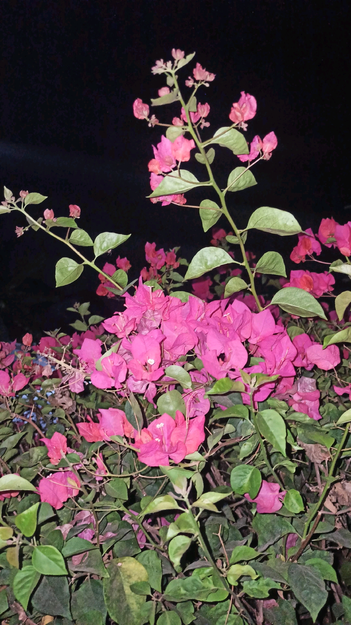 A close-up, vertical, night-time photograph of bright pink Bougainvillea flowers and their green leaves is presented. The flowers and foliage fill the majority of the frame, with the dark night sky serving as the background. The lighting appears to be artificial, casting a slight glow on the vibrant colors of the plant. The image does not show any people, animals, or man-made structures. The specific location of Gundik, Indonesia is not evident from the visual information in the image.