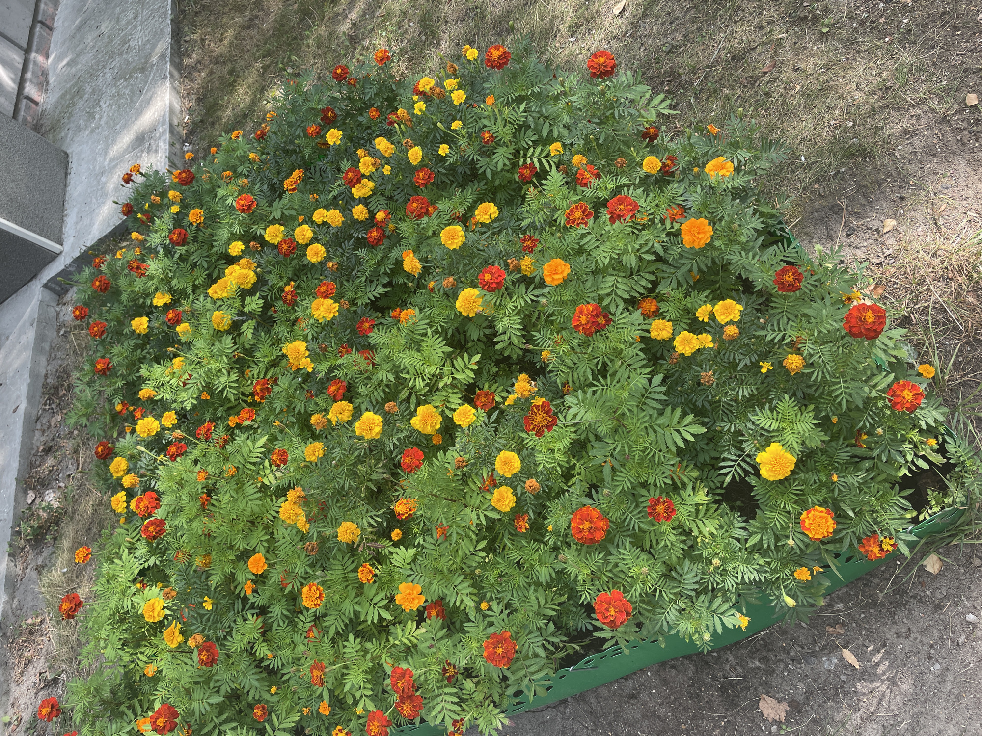 The image shows a densely planted flower bed filled with marigolds in various shades of yellow and orange, interspersed with some red-orange flowers. The flowers are in full bloom and have lush green foliage. The flower bed appears to be in an outdoor urban setting. To the left of the flower bed is a dark, gravelly path. Behind the flower bed, to the top right, is a grey concrete structure with a brick base. The ground around the flower bed is covered in dry grass and fallen leaves. The scene suggests a park, public garden, or residential area in Surgut, Russia, given the context of the prompt. There are no people or animals visible in the image, and no discernable actions are taking place. The lighting suggests it is daytime.