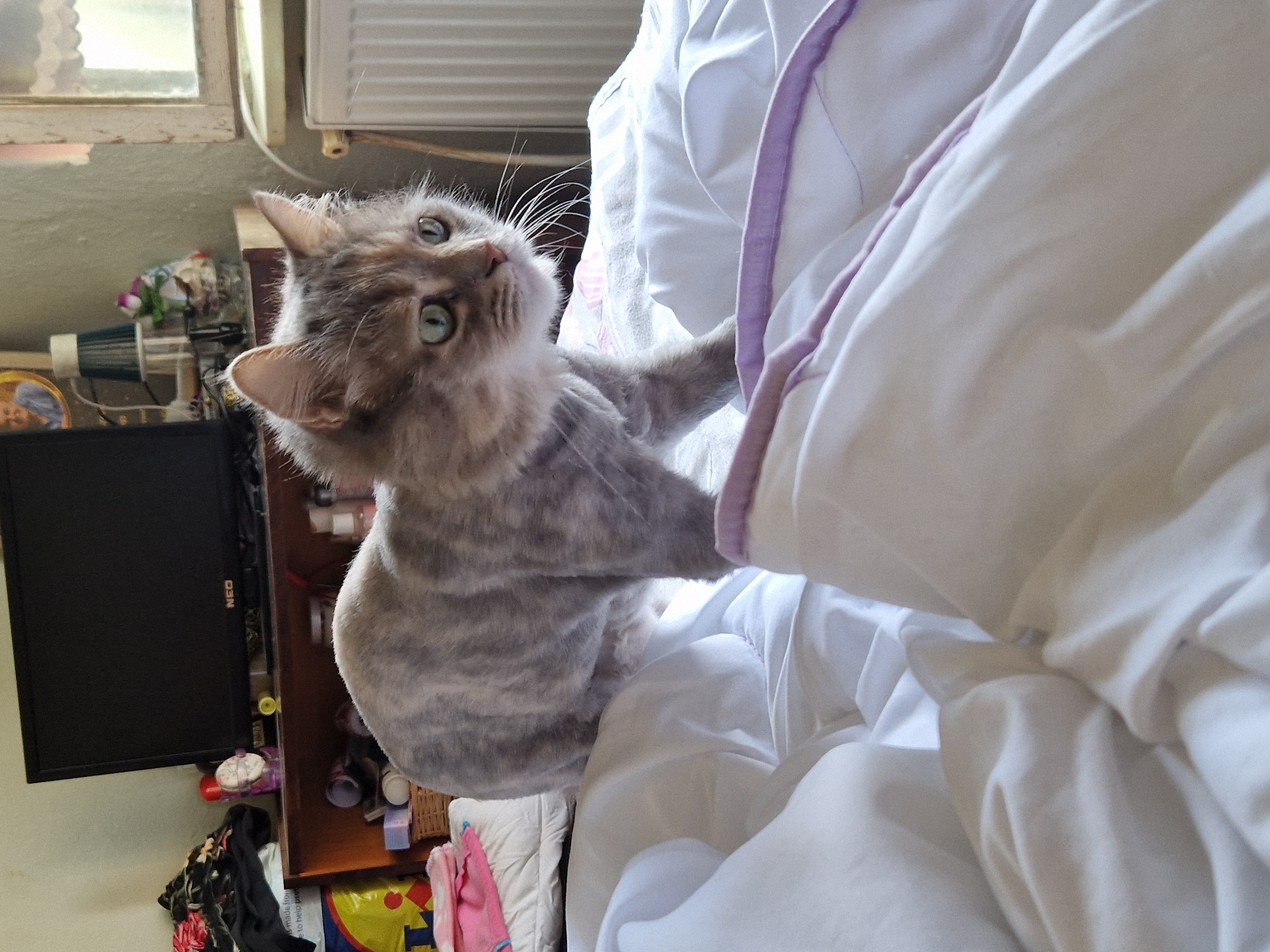 A grey and white tabby cat with blue eyes stands on a rumpled white duvet in a bedroom. The cat has a shaved appearance on its back and sides, with longer fur on its head, chest, and legs. The background shows a television on a shelf, a window with a radiator, and various household items. This scene is located in Raduvene, Bulgaria.