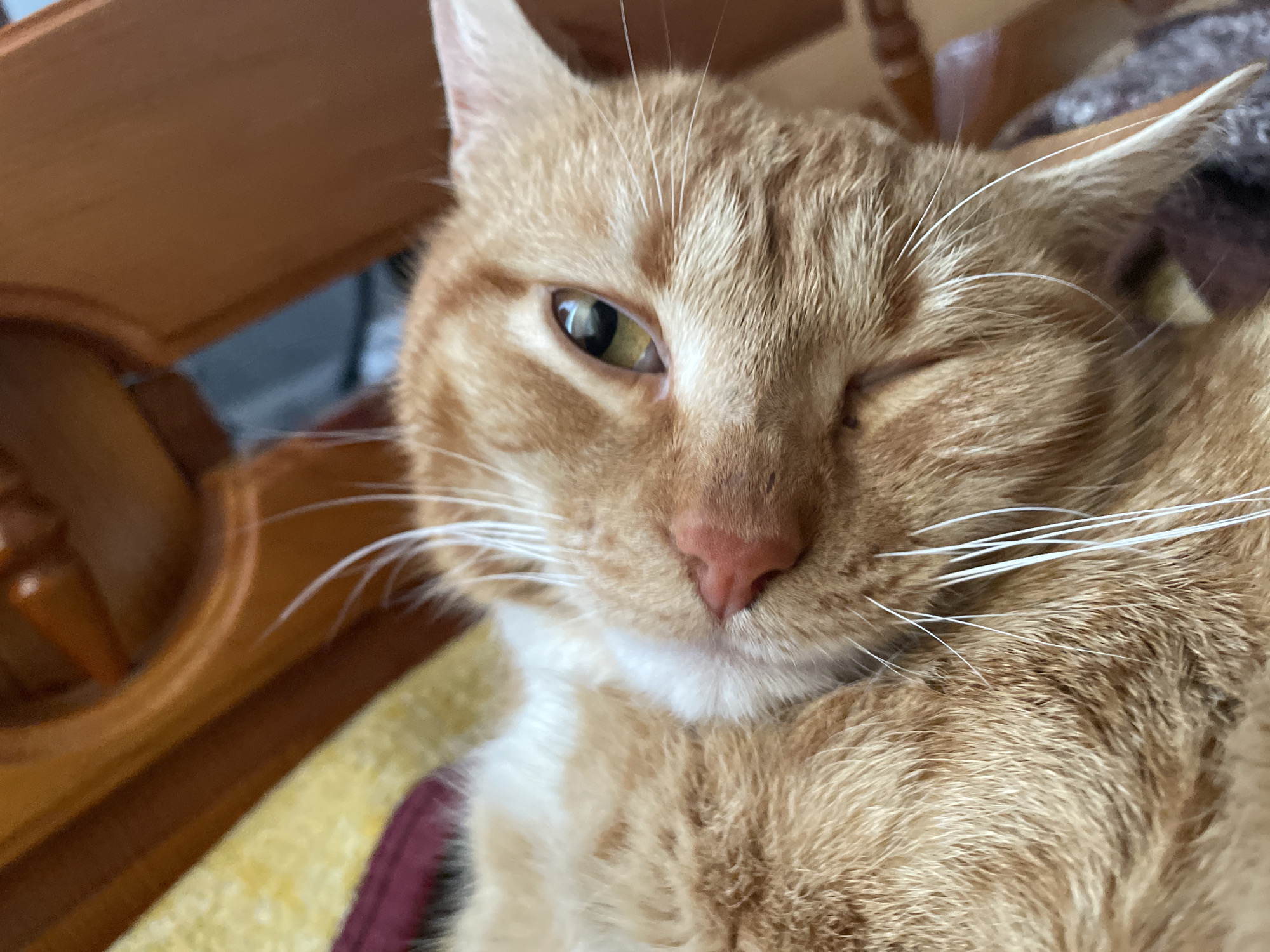 A close-up shot features an orange tabby cat with one eye open, winking, and the other closed. The cat has white whiskers and a pink nose. The background is a blurred wooden chair with a yellow and maroon cushion. There is no indication that the photo was taken in Zlatograd, Bulgaria.