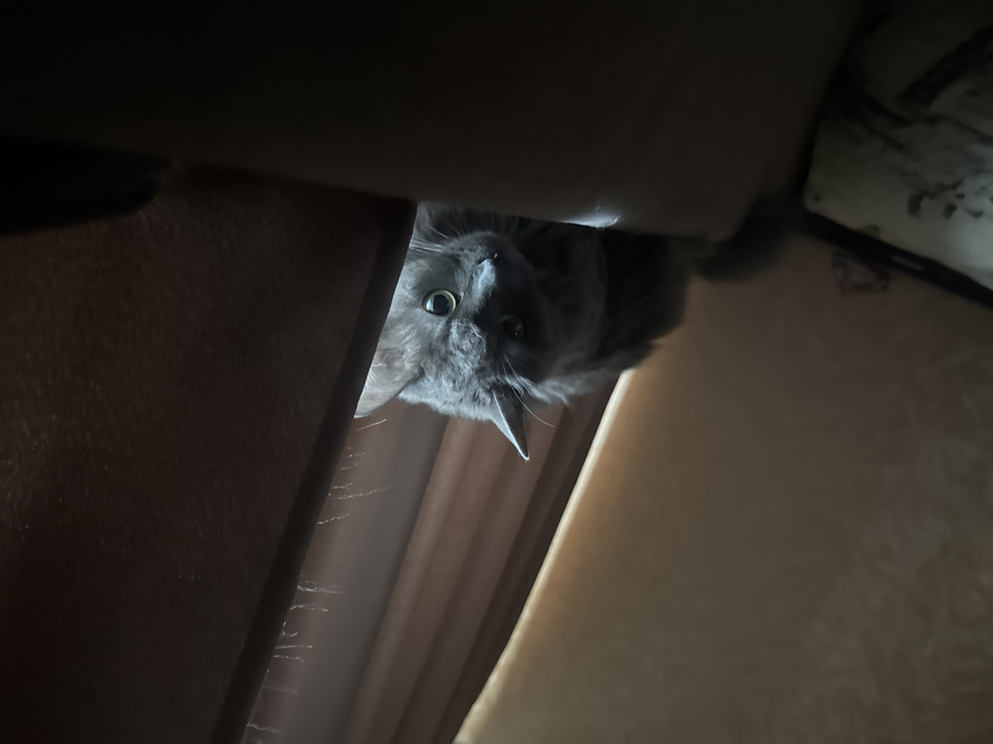 A medium shot captures a fluffy gray cat lying on a dark brown surface, likely a couch or chair. The cat is positioned centrally in the frame, with its head slightly turned towards the viewer. Its eyes are open and focused, and its ears are perked up. The cat's fur appears soft and slightly tousled. The background is dimly lit and indistinct, with what appear to be curtains or drapery in muted brown tones, and a wall with a textured pattern. There is no discernible urban environment or location within the city of Nizhny Novgorod, Russia, visible in this image.