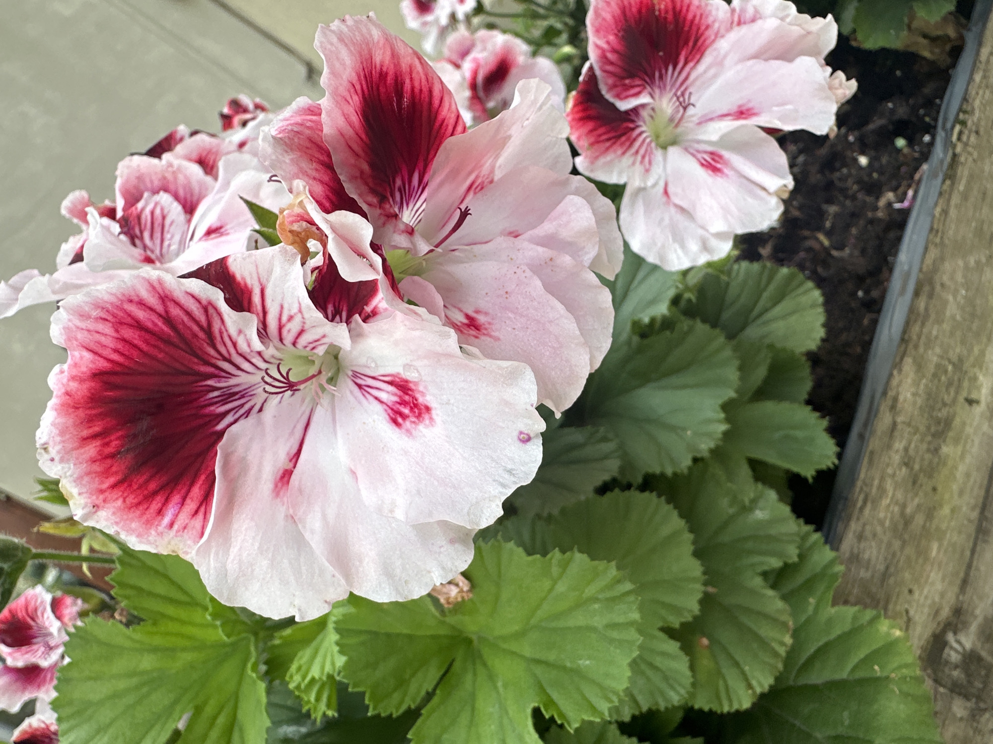 A close-up, high-angle shot displays several delicate pink and white geranium flowers with deep red centers and veins. Lush green serrated leaves frame the blossoms. The flowers are planted in dark soil within a wooden planter, the edge of which is visible at the bottom. The background consists of a light-colored, indistinct surface, possibly a wall or fence. The image was captured in Łódź, Poland.