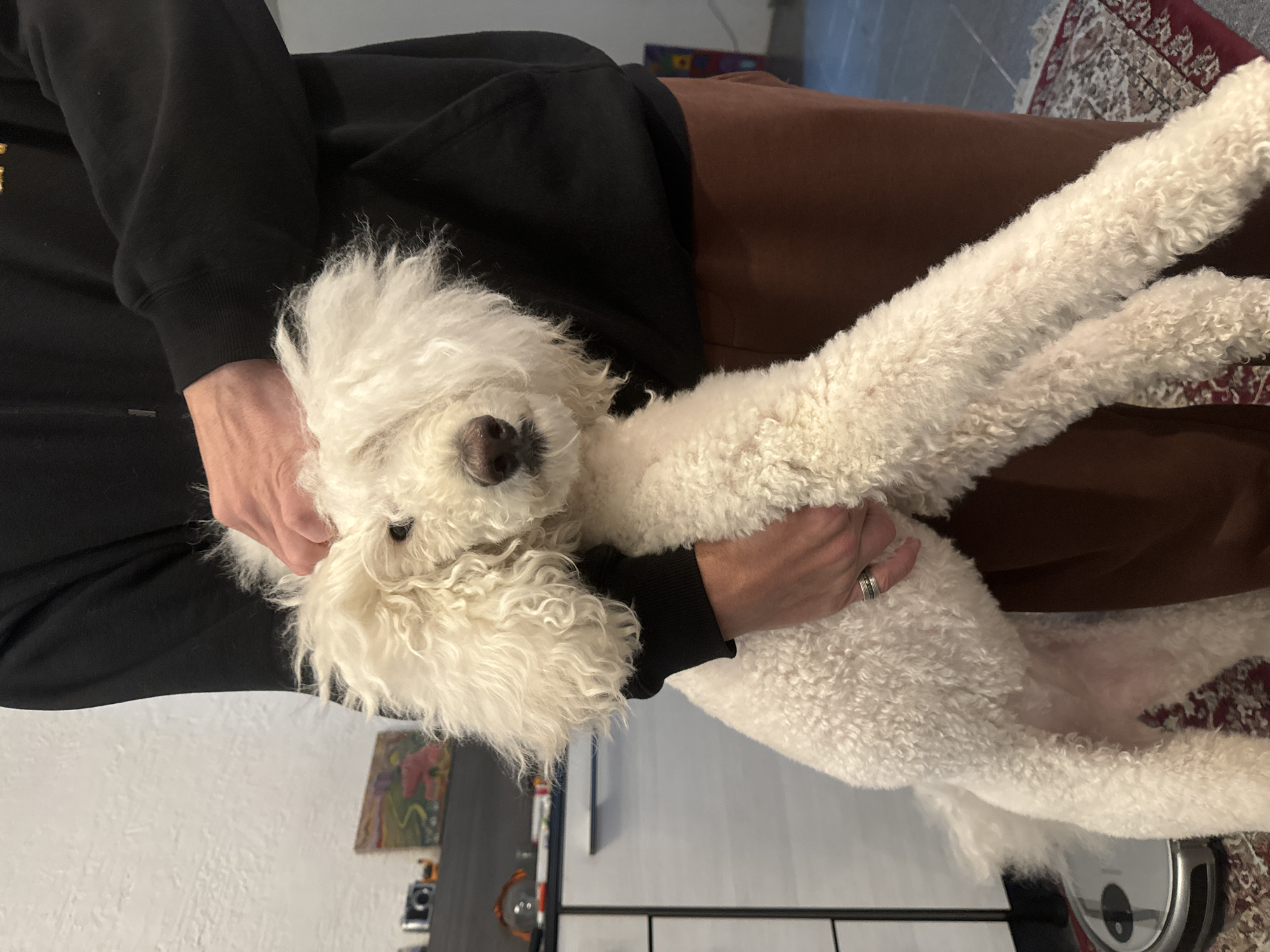 A person wearing a black sweatshirt and brown pants is holding a white poodle dog. The dog is being held in the person's arms. A small, framed picture and an electrical outlet are visible in the background, along with a rug. A Roomba is on the floor. The location appears to be indoors. No information suggests this is located in the city of Krasnoyarsk, Russia.