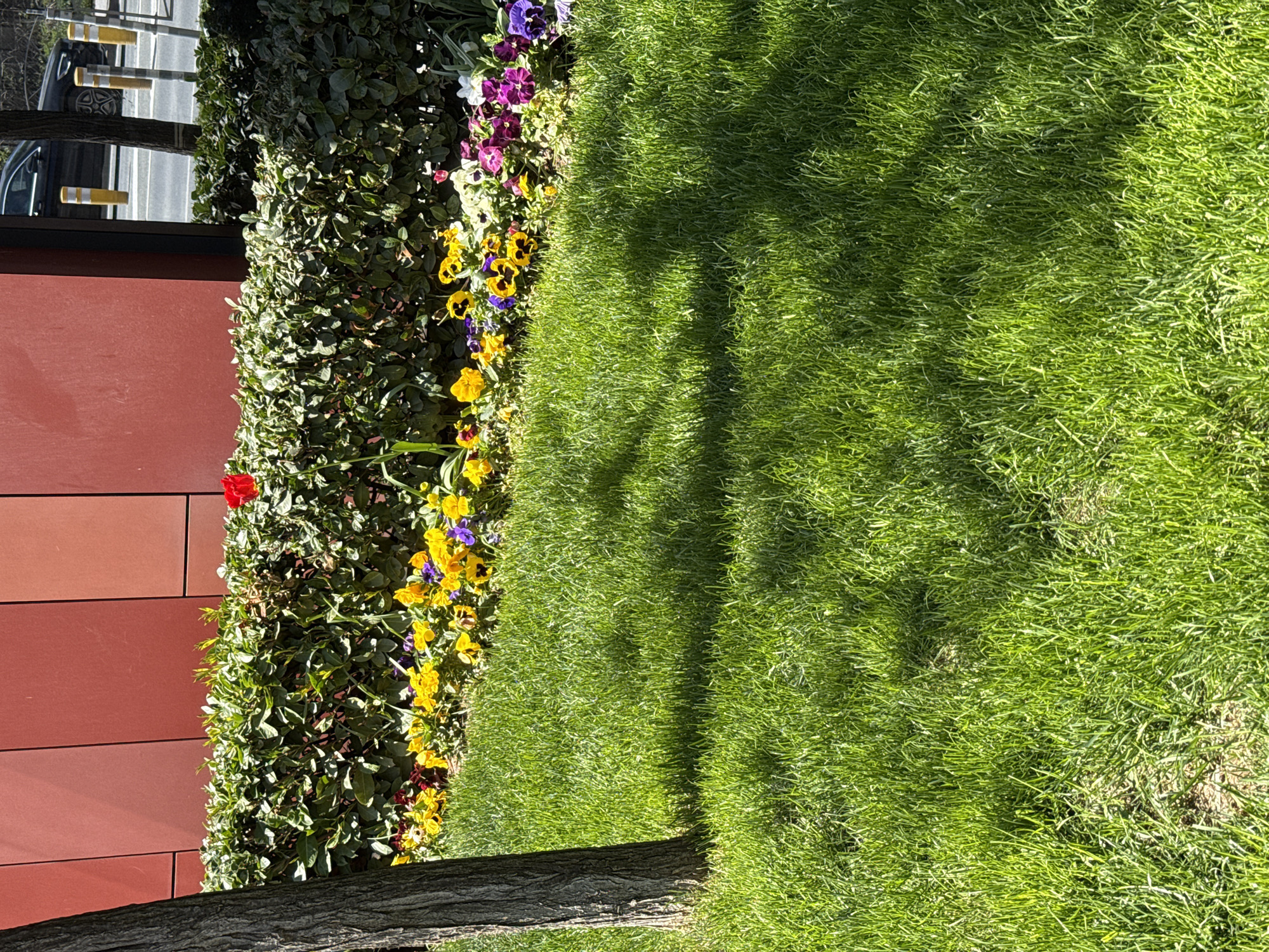 The image shows a grassy area in Sofia, Bulgaria, bordered by a low hedge with colorful flowers (pansies) and a tree trunk in the foreground. A reddish-brown building is visible to the left, with a reflection of a car and street elements in a window. The grass has shadows cast upon it, likely from trees above. The scene appears to be outdoors during a sunny day.