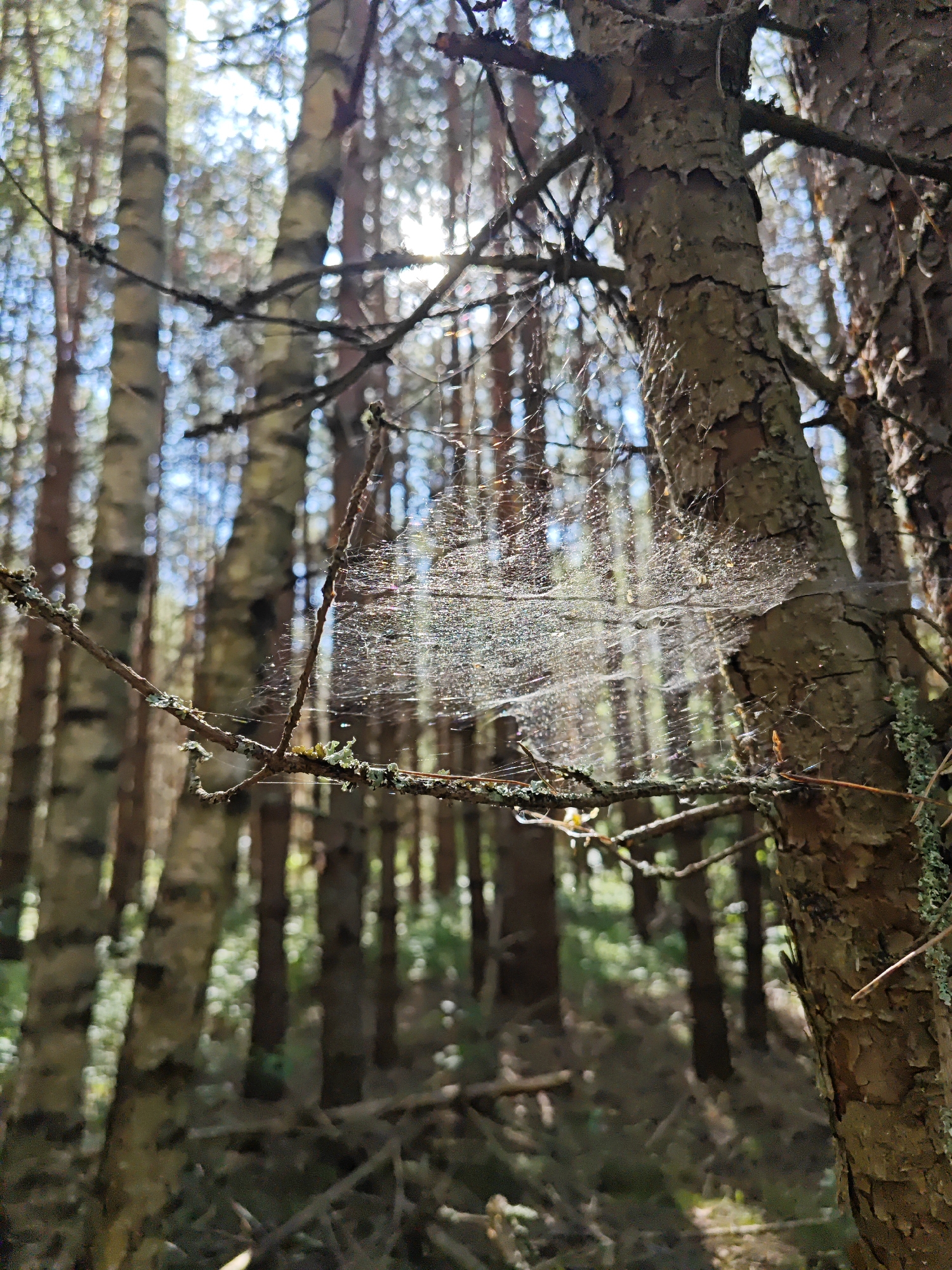 A close-up, eye-level shot captures a dense forest with dappled sunlight filtering through the canopy. In the foreground, a delicate spiderweb, adorned with dew or water droplets, is strung between branches of a tree. The web glistens, reflecting the light and creating a shimmering effect. The texture of the tree bark is rough and detailed. In the background, the blurred shapes of numerous trees, primarily birch with their distinctive white and black bark, and evergreen trees, create a sense of depth. The forest floor appears to be covered in undergrowth and fallen branches, also out of focus. The image evokes a peaceful, natural scene in the secluded environment of Korybshchina, Russia.