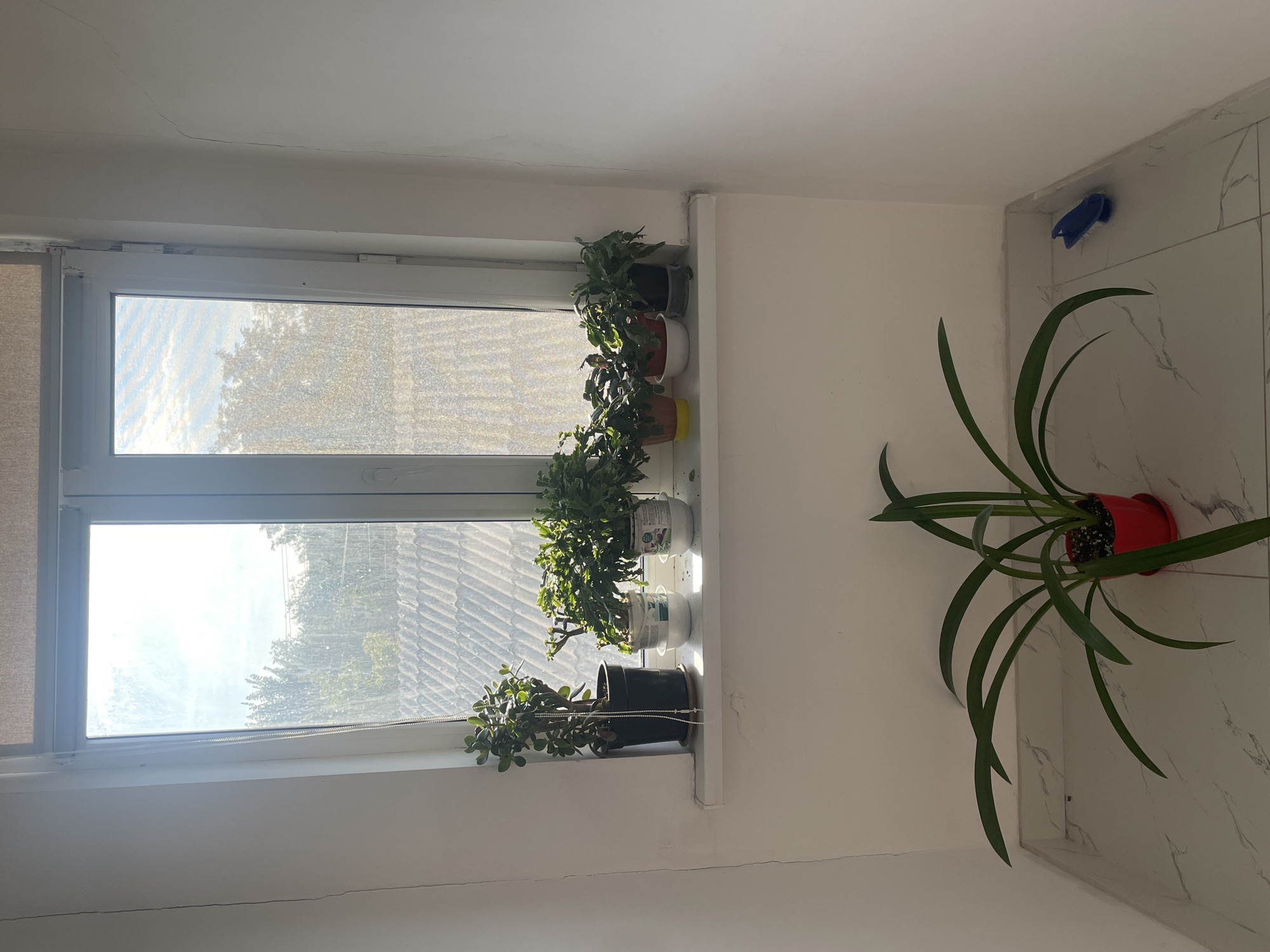 The image depicts the interior of a room, possibly a balcony or a nook, with a window as the focal point. The window is divided into two panes and looks out onto an overcast sky and trees. Below the window is a white ledge on which several potted plants are arranged. There are at least five plants visible, in various pots and sizes. One plant, in a tall black pot, is on the left. To its right are smaller plants in white and terracotta pots. Further to the right, another plant is in a dark pot. On the floor in front of the window area, a large plant in a red pot with long, arching green leaves is centrally placed. The floor is tiled with a marble-like pattern. In the corner of the room, near the floor, a small blue cleaning brush is visible. The walls of the room are painted white and show some signs of wear, with visible cracks. The lighting suggests it is daytime, with sunlight filtering through the window, creating some glare on the glass. This scene could be located in Almaty, Kazakhstan, as there are no explicit clues to contradict this possibility and it aligns with general observations of residential interiors.