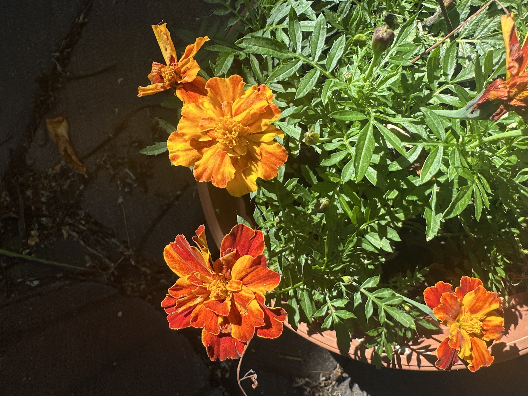 The image shows a close-up, overhead view of marigolds planted in a terracotta pot. The flowers are in various stages of bloom, with vibrant orange and yellow petals. The leaves are a deep green and feathery. The background is blurred, showing dark, textured ground, possibly asphalt or paving stones, with some dry leaves scattered about. The scene is illuminated by strong sunlight, creating distinct shadows. The image was taken outdoors. There are no people or animals visible. The location in the city of Łódź, Poland, is not determinable from the image itself.