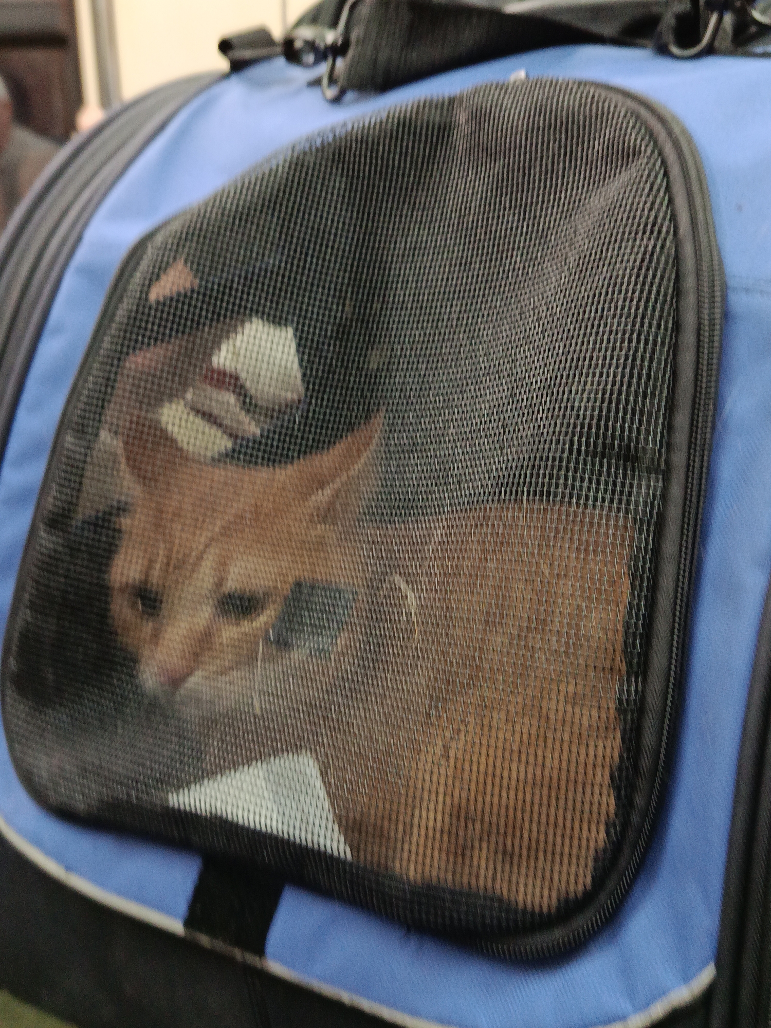 A reddish-orange cat is inside a blue and black mesh pet carrier. The cat is positioned towards the left side of the carrier, with its head visible through the mesh.
