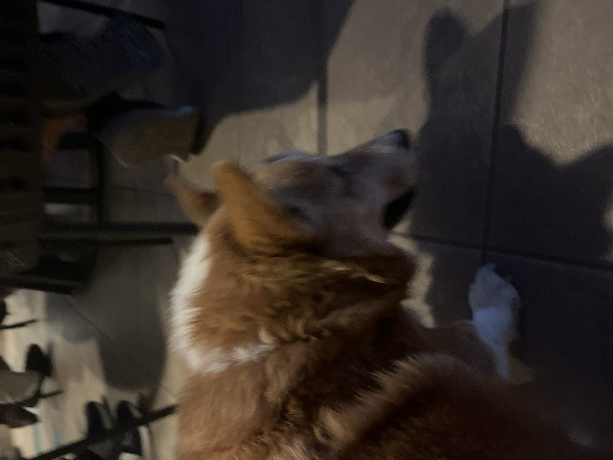A high-angle, blurry, low-lit shot features the rear of a brown and white Shiba Inu dog. The dog is facing away from the camera and towards the right of the frame. The surroundings are indistinct, but appear to be a tiled floor and some indistinct furniture. The location is unknown.