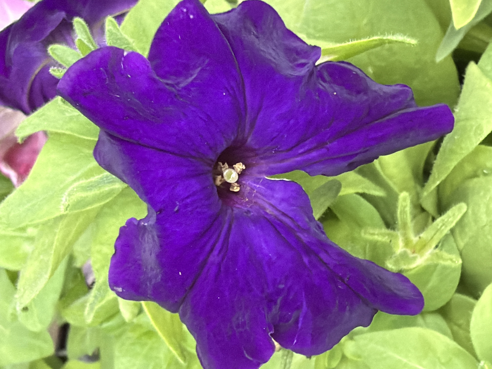 The image shows a close-up of a vibrant purple petunia flower with green foliage in the background. The flower is the main subject, displaying intricate folds and texture. A portion of another flower, seemingly pink, is visible in the upper-left corner. The light is diffused, providing even illumination to the scene. The flower appears to be freshly bloomed, and no signs of damage are observed. No people are visible in the image. The location, Ciudad Guayana, Venezuela, is not directly evident from the visual content of the image.