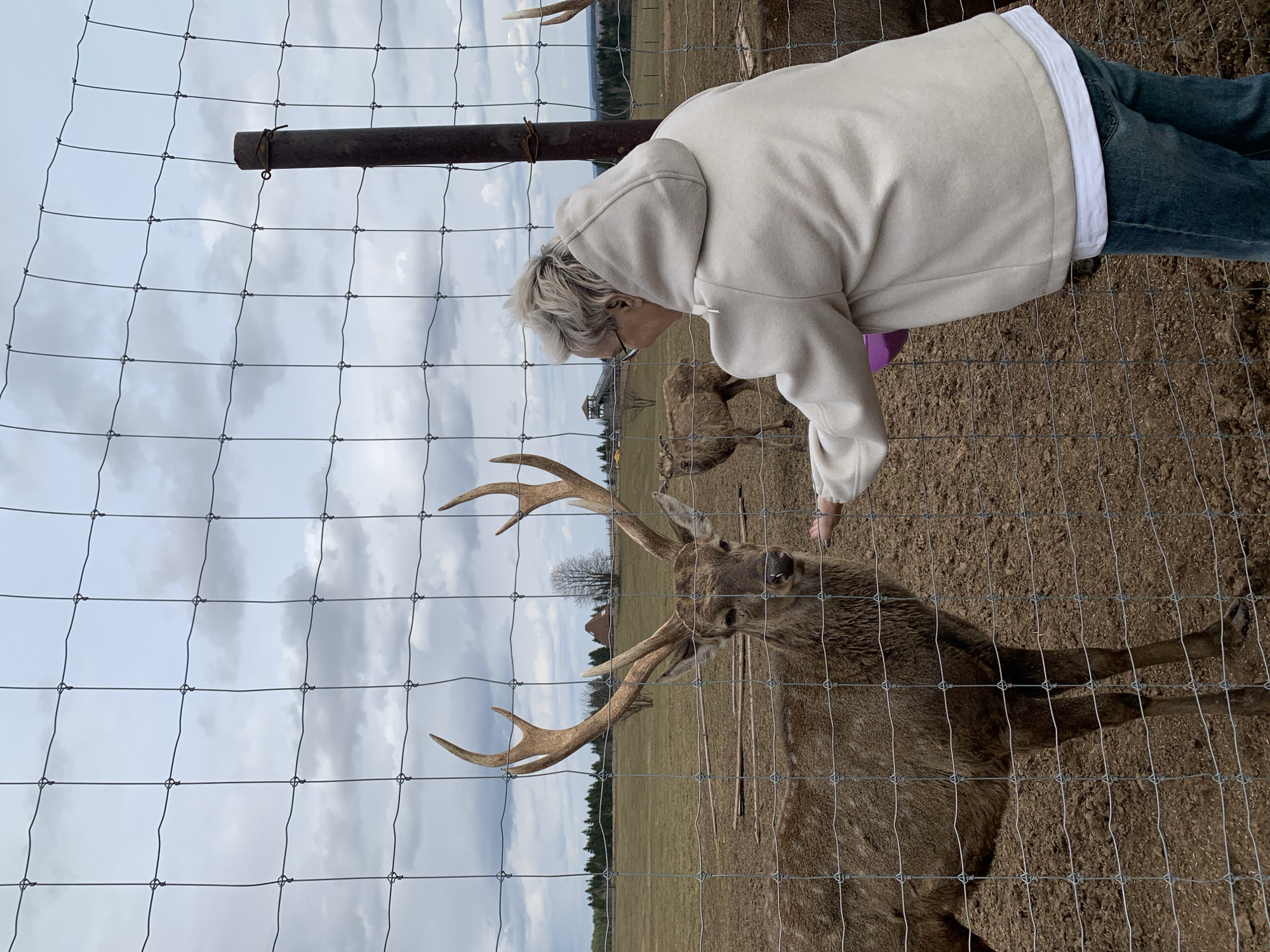 A woman in a white hoodie and blue jeans leans towards a deer with large antlers behind a wire fence. The deer is brown and appears to be interacting with the woman's hand. Other deer are visible in the background. The scene is outdoors with a field and trees visible. The sky is cloudy. Based on the stated location, this scene is most likely taking place in Stary Chultem, Russia.