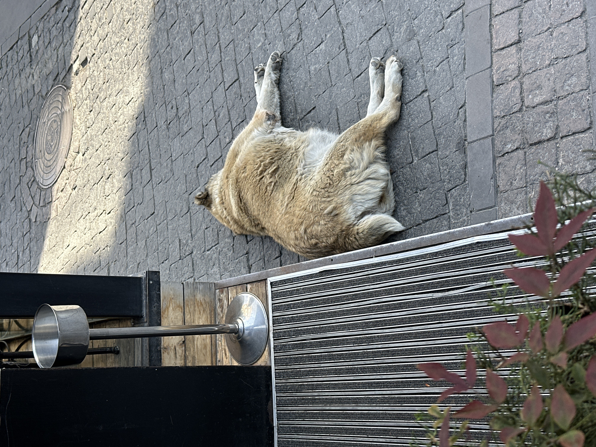 A large, light-colored dog lies sprawled on its back on a paved sidewalk, appearing deeply relaxed or asleep. Its sandy-colored fur covers its substantial body, with all four paws curled upwards towards its belly. The ground is made of grey interlocking pavers, with a discernible circular manhole cover visible in the upper left section, partially illuminated by sunlight.
Strong sunlight casts distinct diagonal shadows across the paving, indicating it is daytime and sunny. To the right of the dog, a dark mat with horizontal white stripes is visible, possibly a doormat or outdoor rug, bordered by a metallic strip. Further to the right, green and reddish-brown foliage, likely from a potted plant, partially obscures the mat.
On the left side of the image, a metal stand with a round base and a tall pole supports a shiny metal scoop or ladle, suggesting proximity to an outdoor cafe, a vendor's stall, or a public water source. The dog's comfortable posture in a public setting is characteristic of street dogs often found in cities like Tbilisi, Georgia, where this scene is set. There is no clearly legible text visible in the image. The overall impression is one of peaceful urban life under bright daylight.