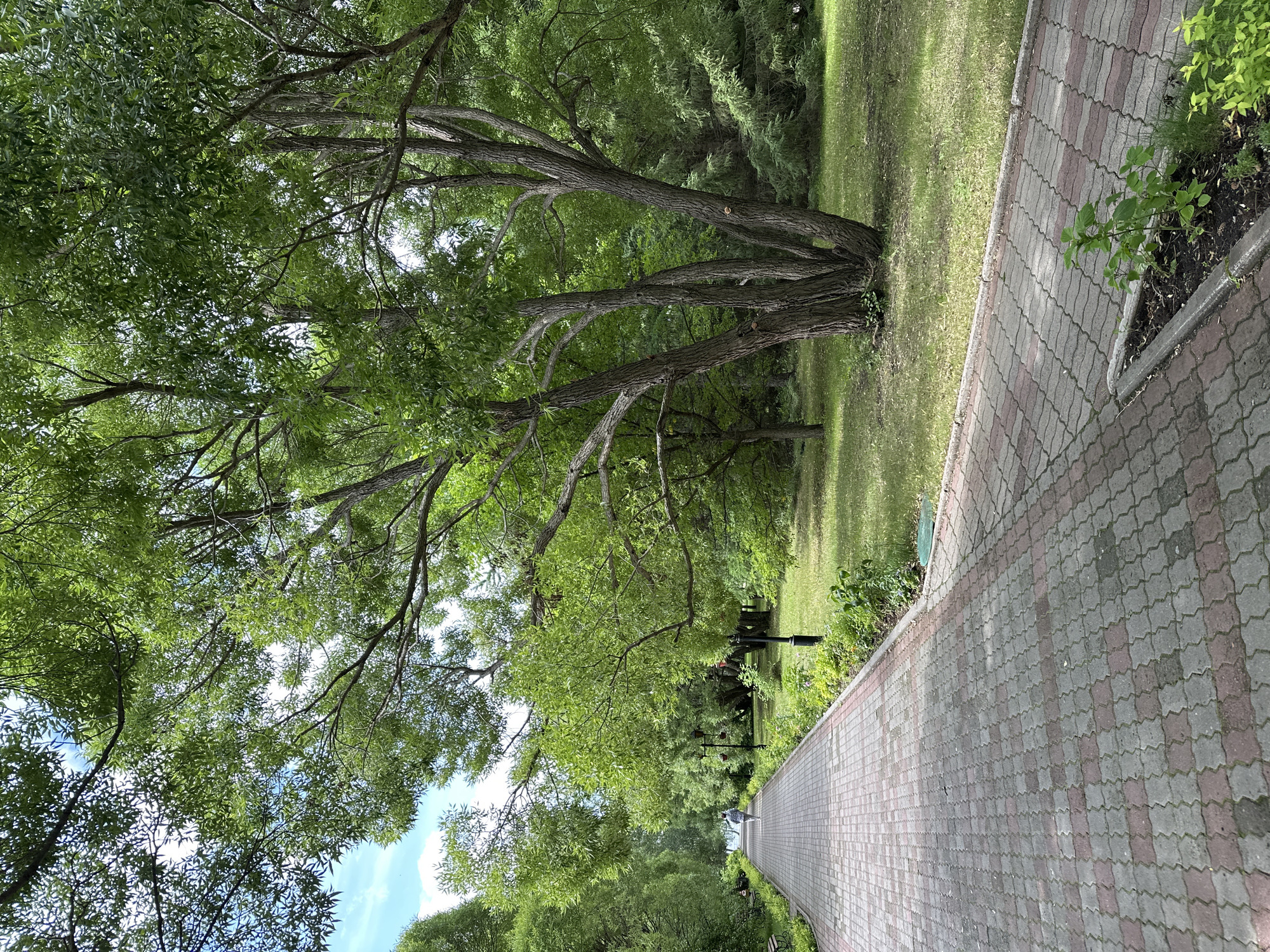 A paved walkway lined with trees and grass extends into the distance in a park setting. The walkway is made of interlocking pavers in red and gray. There are benches along the left side of the path, and lampposts dot the right side. In the distance, a lone figure walks away from the camera. The trees are lush and green, indicating it is likely summer. A large tree with multiple trunks stands prominently to the right of the path. The sky is partly cloudy. This scene appears to be in a public park in the city of Duvankul', Russia.