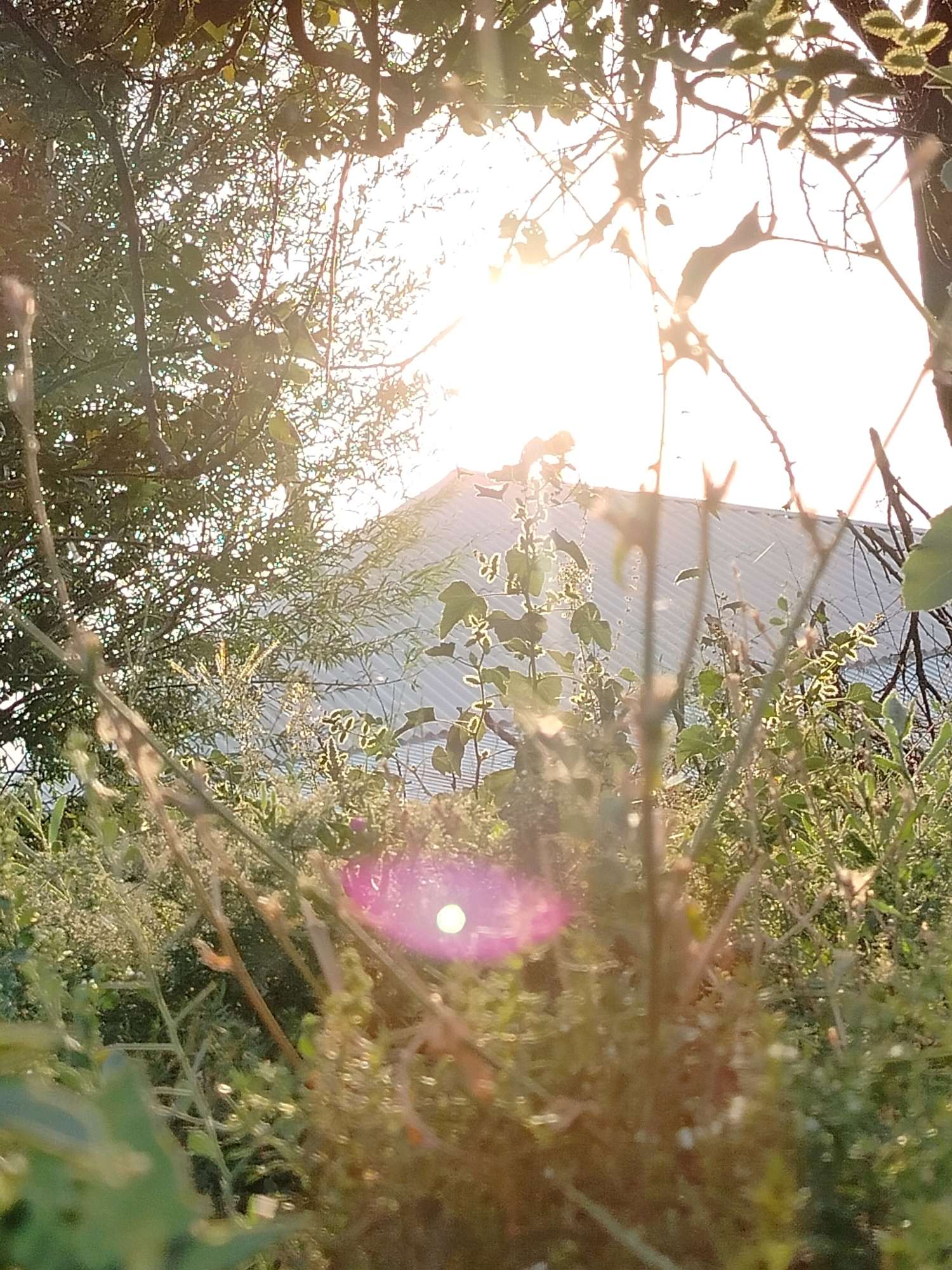 The image depicts a close-up, low-angle view of overgrown vegetation against a bright, sunlit sky. In the background, a light-colored, sloped roof of a building is visible, likely a house or shed, situated in the city of Көлкент, Kazakhstan. Sunlight streams through the branches and leaves of trees and plants in the foreground, creating lens flare and a soft, diffused light. The foliage is dense and appears wild, with various types of plants and weeds. A notable pinkish lens flare with a bright white center is present in the lower portion of the frame. The scene is naturalistic and appears to be an outdoor environment. There are no people or animals visible in the image.