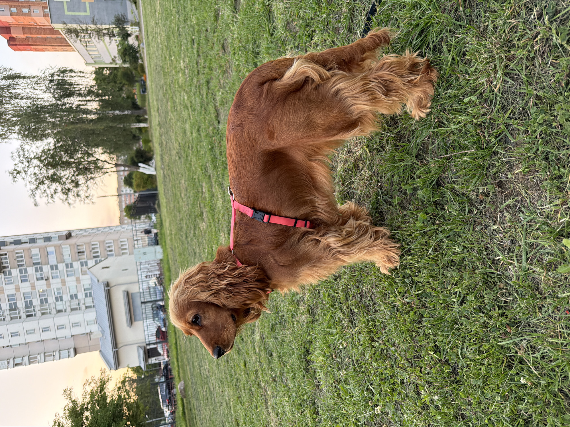 A medium shot captures a tan Cocker Spaniel standing on a well-maintained grassy area, facing left. The dog is wearing a bright red harness. Behind the dog, in the background, are several urban elements. To the left, a tall, multi-story apartment building with a beige facade and numerous windows dominates the skyline. In front of the apartment building, a smaller, lighter-colored building with a gray roof is visible. Further in the background, trees with light green foliage and buildings of varying architectural styles suggest a suburban or city park environment. The sky, visible above the buildings and trees, exhibits a soft, warm glow, indicative of either sunrise or sunset. The overall scene appears to be in an urban park setting within the city of Minsk, Belarus. There are no visible people interacting with the dog.