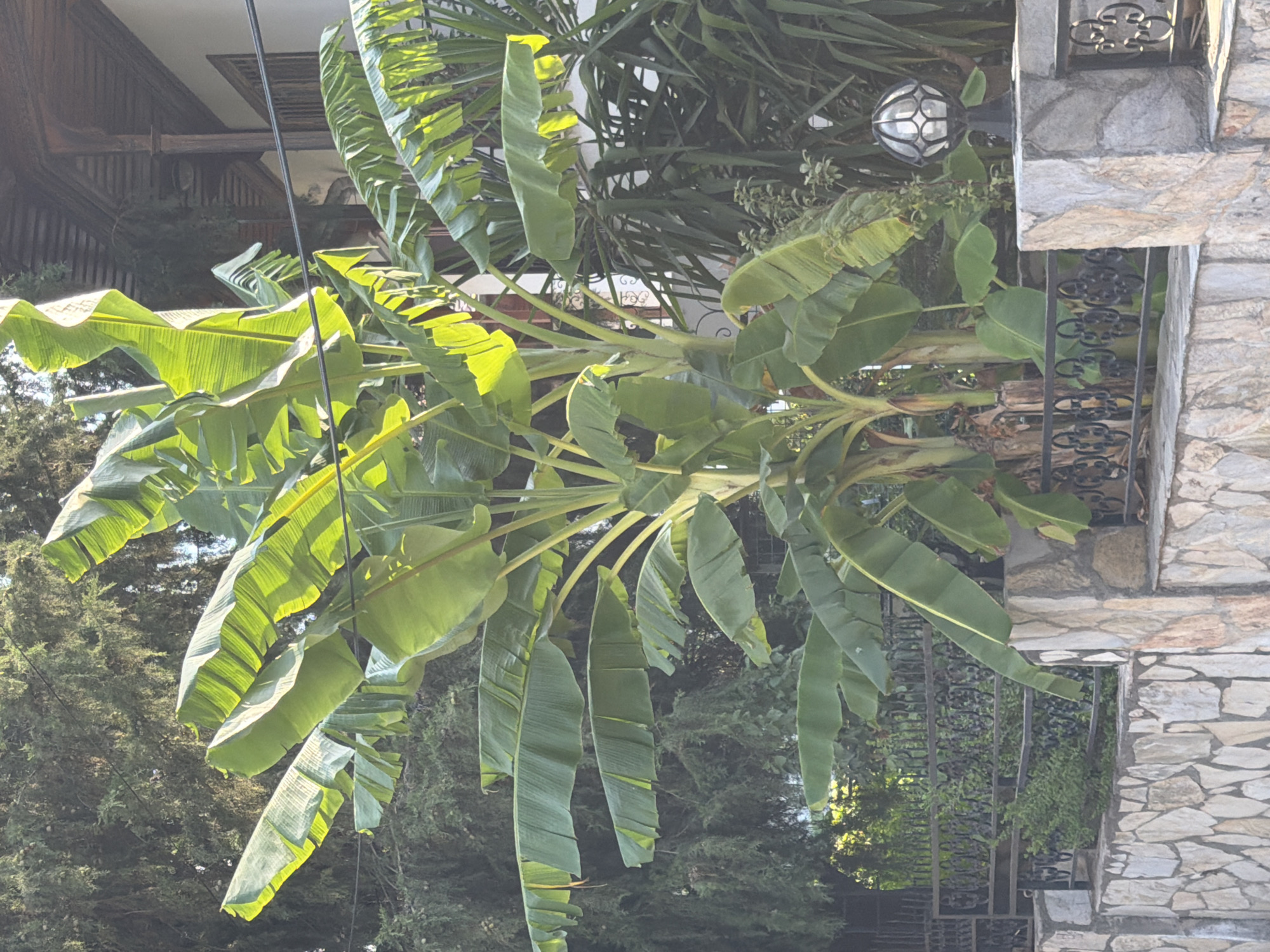 The image captures a sun-drenched scene of lush banana plants in Marmaris, Turkey. The banana trees dominate the foreground, their large, vibrant green leaves unfurling upwards and outwards, some catching the sunlight and appearing almost translucent. Behind the banana plants, a decorative black metal fence can be seen, punctuated by a stone wall in the lower part of the frame. To the right, a garden lantern with a geometric glass shade sits atop a stone pillar, casting a warm glow. In the background, a white building with wooden architectural details, likely part of a traditional Turkish house, is partially visible. The overall impression is one of a tropical, serene garden setting, bathed in the bright, natural light of a Mediterranean day.