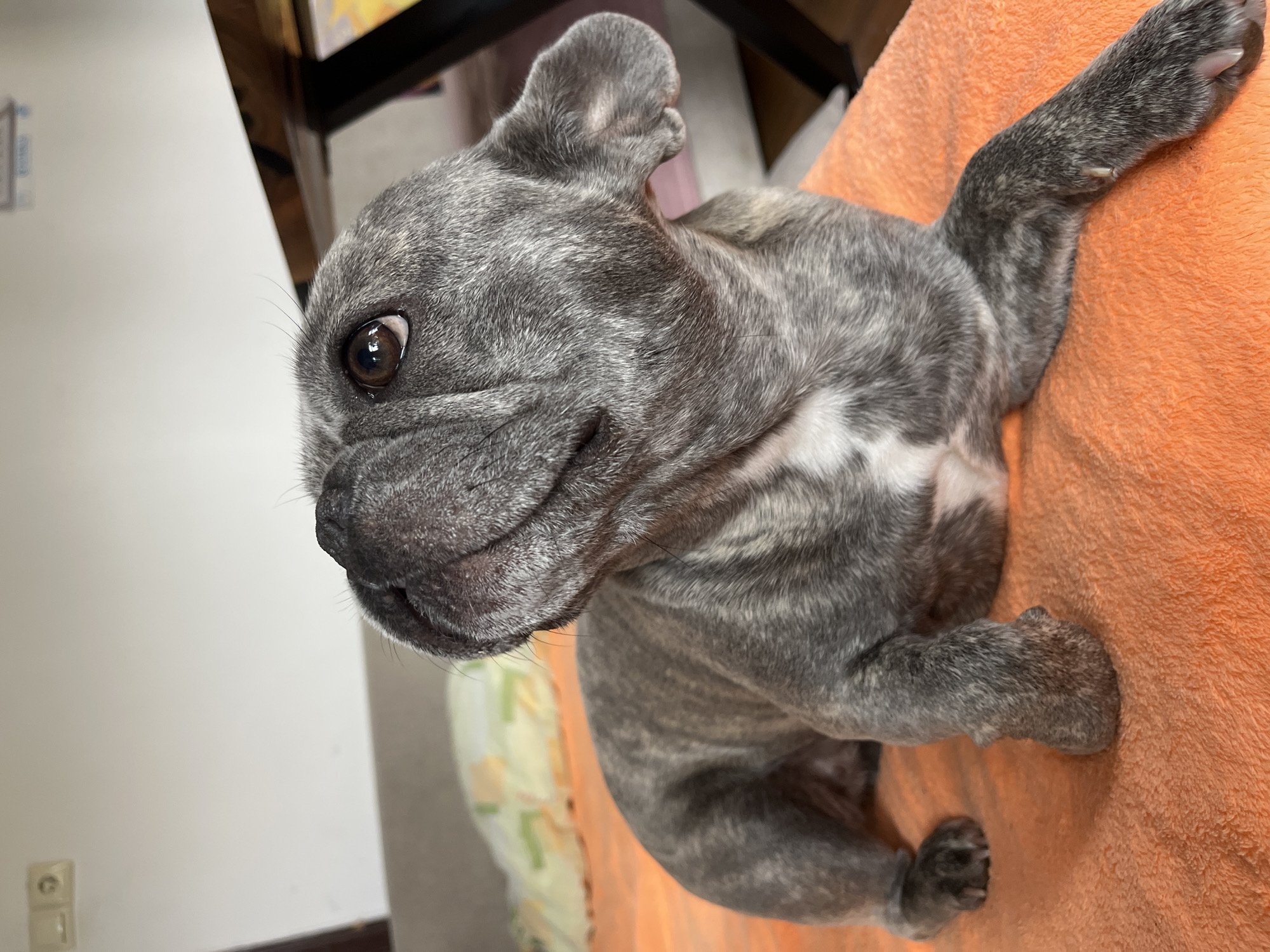 A brindle French Bulldog puppy lies comfortably on a bright orange, textured blanket. The puppy, with its distinctive grey and dark striped fur, also displays a patch of white on its chest. Its large, dark brown eye, wet and reflective, gazes softly towards the left of the frame, conveying a calm and curious expression. The puppy's snout shows subtle wrinkles, and its ears are soft and rounded, not yet fully erect, suggesting its young age. Its front paws, visible on the blanket, have light-colored nails.
The background is gently blurred, indicating a shallow depth of field that keeps the focus firmly on the puppy. Elements of an indoor setting are visible, including a white wall, a dark wooden piece of furniture, and an electrical outlet positioned on the lower left of the wall. The lighting suggests an interior, possibly daytime, environment. The overall scene depicts a relaxed and adorable puppy resting peacefully. No text is visible in the image.