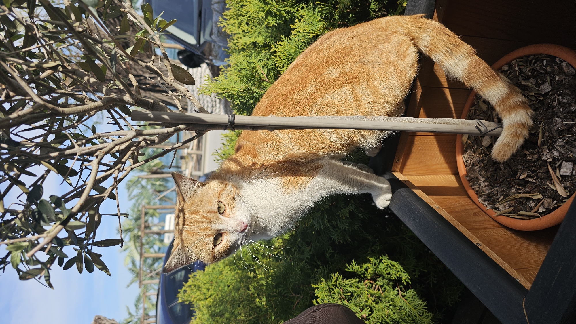 A ginger and white domestic cat is the primary subject of this outdoor, sunlit photograph. The cat, with prominent green-yellow eyes and distinct white markings on its face, chest, and paws, is captured looking directly towards the camera with an alert and curious expression. Its patterned orange and white tail is visible, curling downwards near a terracotta pot filled with dark soil and mulch.
The cat is perched on a wooden structure, possibly an outdoor cat house or elevated platform, displaying both light and dark wood tones. A thin, grey horizontal bar runs across the image, positioned in front of the cat's body. Behind the cat, dense green foliage, likely an evergreen shrub, provides a vibrant backdrop. To the left, branches with olive-like leaves partially frame the scene against a bright blue sky. In the background, under the clear sky, faint glimpses of a dark blue car, distant palm trees, and other structures are visible. The bright natural light and clear shadows indicate a sunny daytime setting. The scene appears to be an outdoor garden or patio area, consistent with the provided location context of Varna, Bulgaria. No visible text is present in the image.