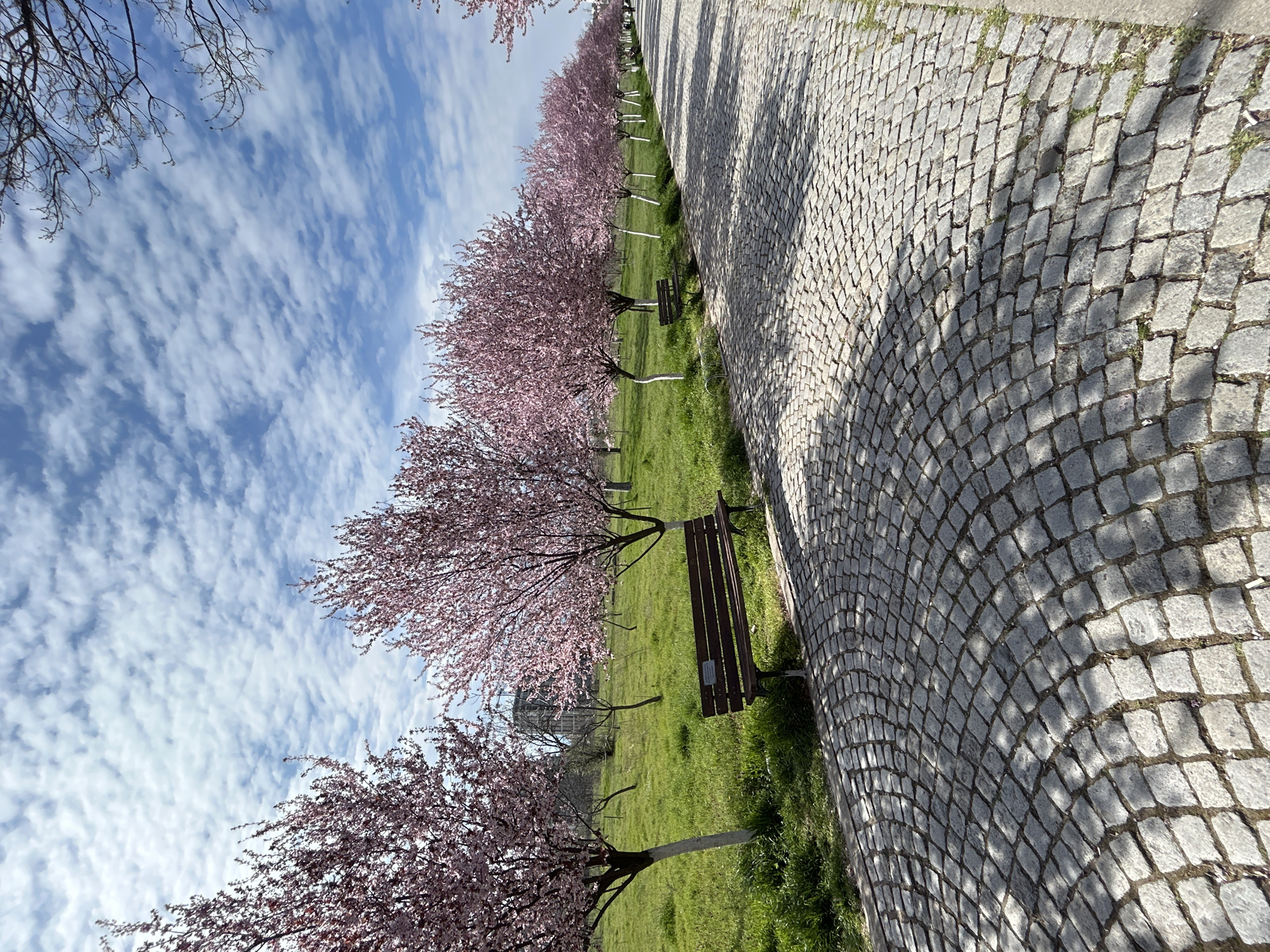 The image shows a tree-lined path in Plovdiv, Bulgaria. A row of blooming cherry blossom trees stands along a cobblestone path. There are benches beneath the trees. The grass is green. A blue sky with streaky clouds is above.