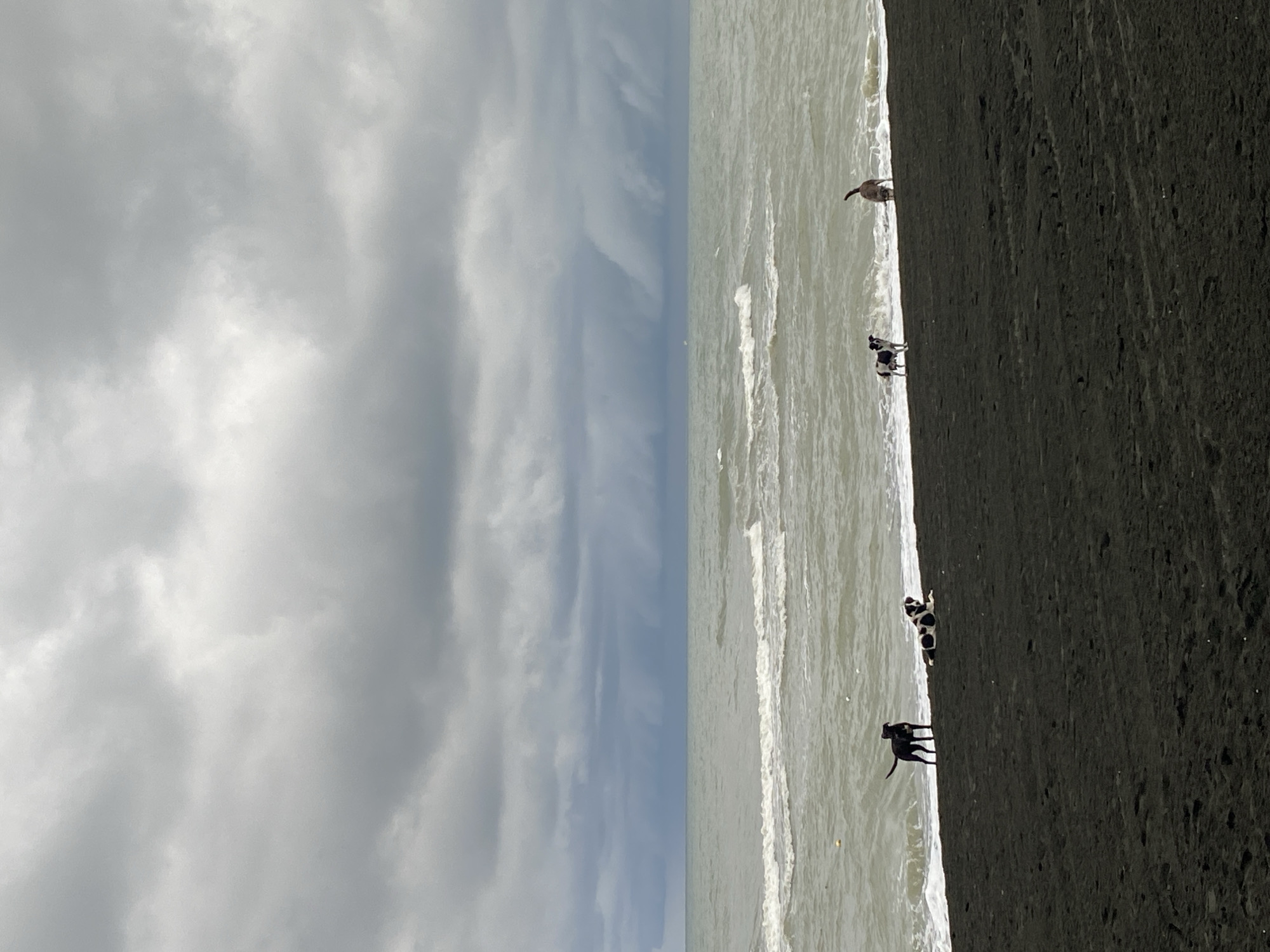 The image depicts a cloudy day at the beach in Ureki, Georgia. The foreground is dominated by dark, wet sand, suggesting recent rainfall or close proximity to the water. Four dogs are visible on the beach. Two dogs are standing near the water's edge: a solid dark dog facing left and a black and white dog facing right. Further to the left, another black and white dog is lying down on the sand. A fourth dog, possibly a brown or tan dog, is partially obscured by waves at the water's edge, appearing to be sniffing or interacting with the water. The sea is rough with visible waves crashing onto the shore, and the water is a murky greenish-gray. The sky is filled with heavy, dark, and layered clouds, with a hint of lighter sky in the distance on the horizon. The overall atmosphere is somber and overcast.