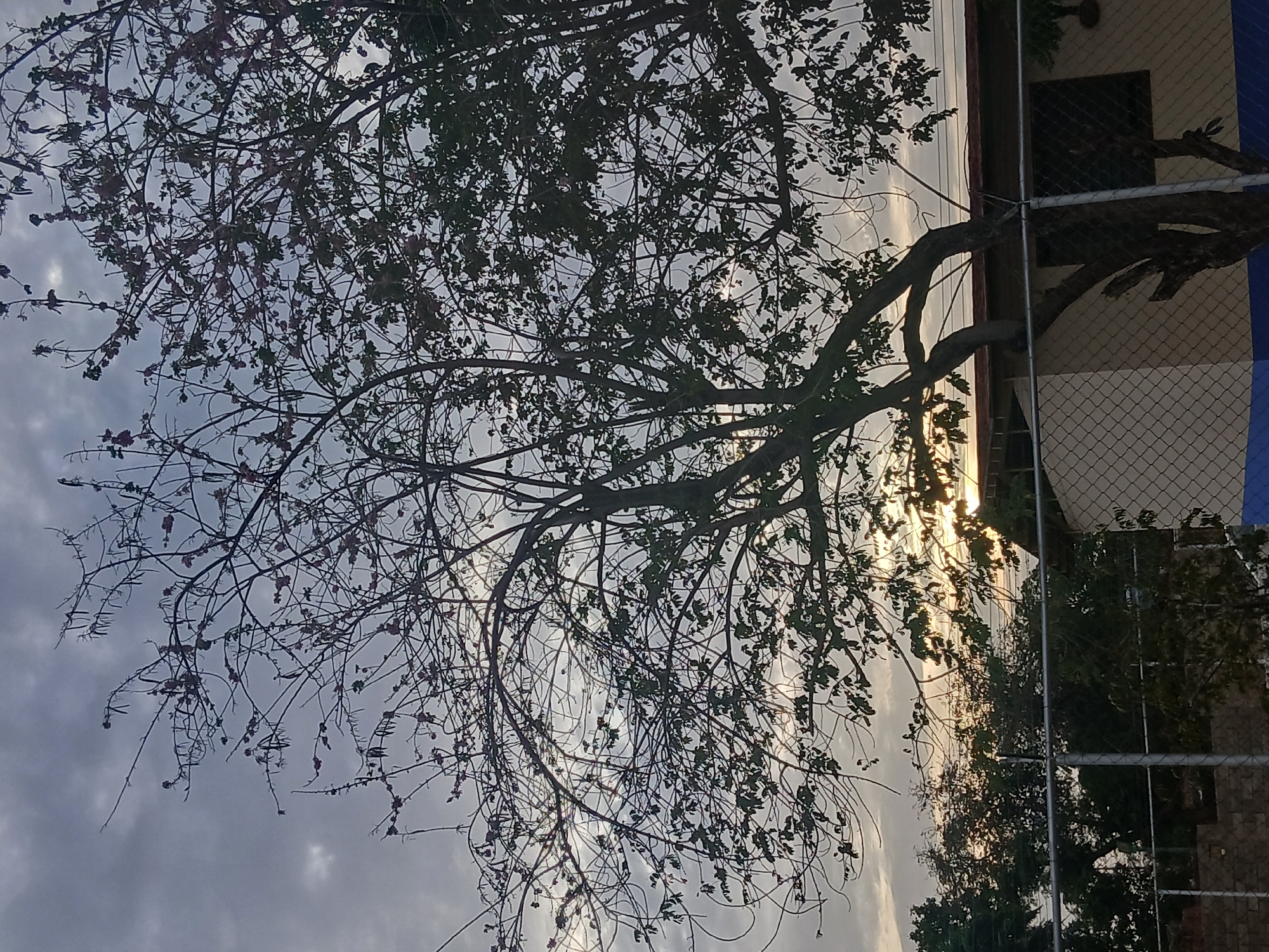 The image shows a silhouetted tree with branches reaching across a cloudy sky. Some of the branches have small, dark leaves or flowers. To the right of the tree is a building with a window and a chain-link fence. The sun is visible through the branches, creating a bright spot in the sky. The photo is taken in Juan Griego, Venezuela, based on the location in the request.