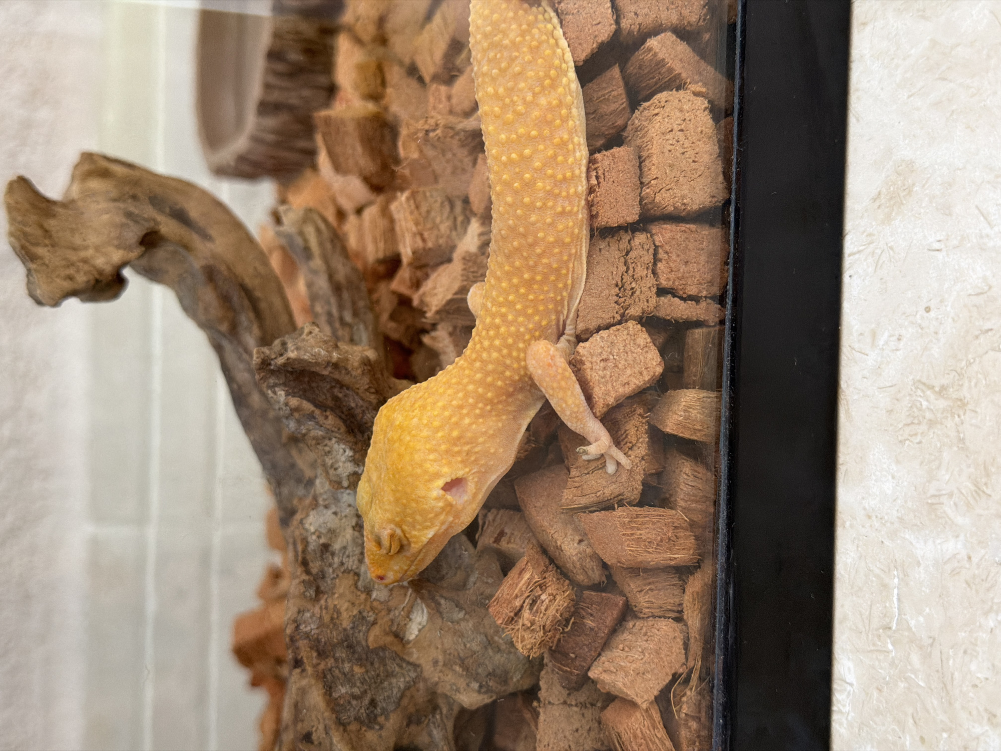 The image shows a close-up view of a yellow leopard gecko resting in a terrarium. The gecko is positioned on a substrate of coconut fiber chunks, with a piece of driftwood and a textured water dish visible in the background. The terrarium appears to be made of glass with a black frame. The gecko has a spotted pattern on its back and a visible ear opening. The background wall behind the terrarium has a light-colored, textured surface, possibly brick or tile. The overall lighting suggests an indoor environment. There is no indication of the city of Mengwi, Indonesia, in the image.