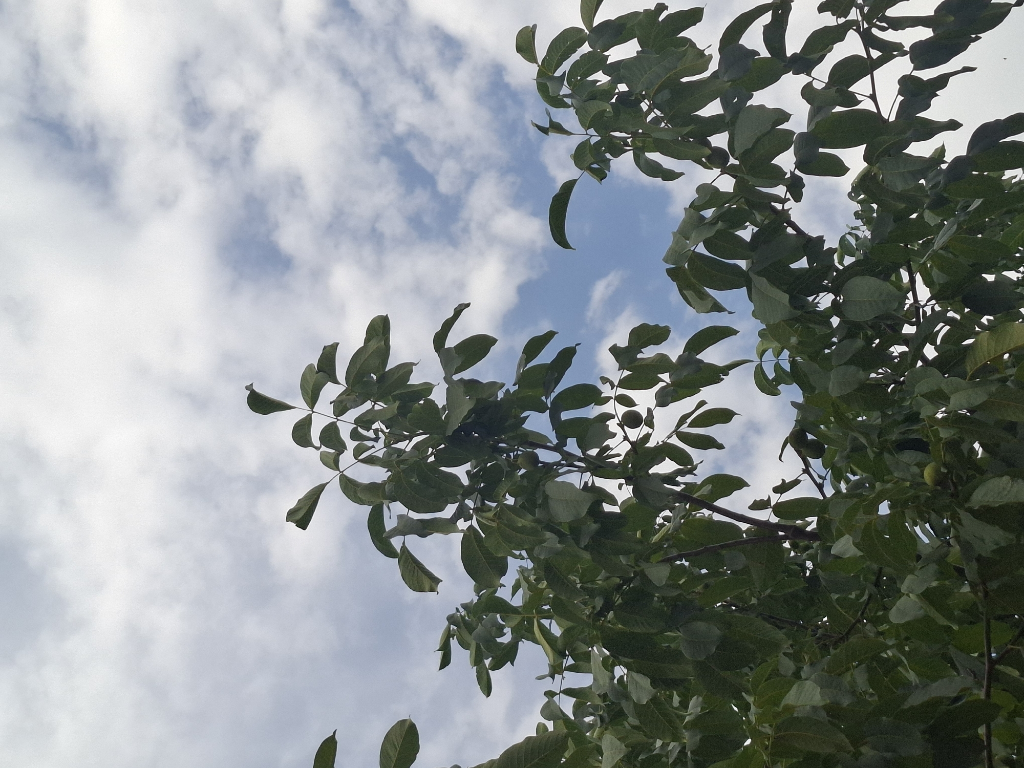 The image shows a view looking upwards through the branches and leaves of a walnut tree towards a cloudy sky. The leaves are a deep green, and some developing walnuts are visible among them. The sky is a pale blue with white, wispy clouds. There are no people visible in the image. The scene is likely from an outdoor environment, possibly a park or garden, in Almaty, Kazakhstan, given the prompt's context, though no specific landmarks are present to confirm the location definitively.