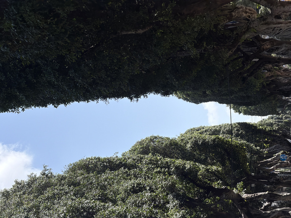 The image displays a straight urban avenue, lined on both sides by tall, mature Ficus microcarpa trees with dense, dark green foliage and gnarled trunks. The trees form a verdant canopy tunnel, receding into the distance. Overhead, a clear blue sky with minimal white clouds is visible. Several dark utility lines horizontally traverse the sky between the tree canopies. A blue circular sign featuring a white bicycle icon is partially visible on the left side, positioned low among the trees. A paved road surface is discernible in the foreground, extending into the background. No human figures or active vehicles are visible. This scene is characteristic of Rothschild Boulevard in Tel-Aviv, Israel, known for its distinctive Ficus tree-lined promenades and bicycle paths.