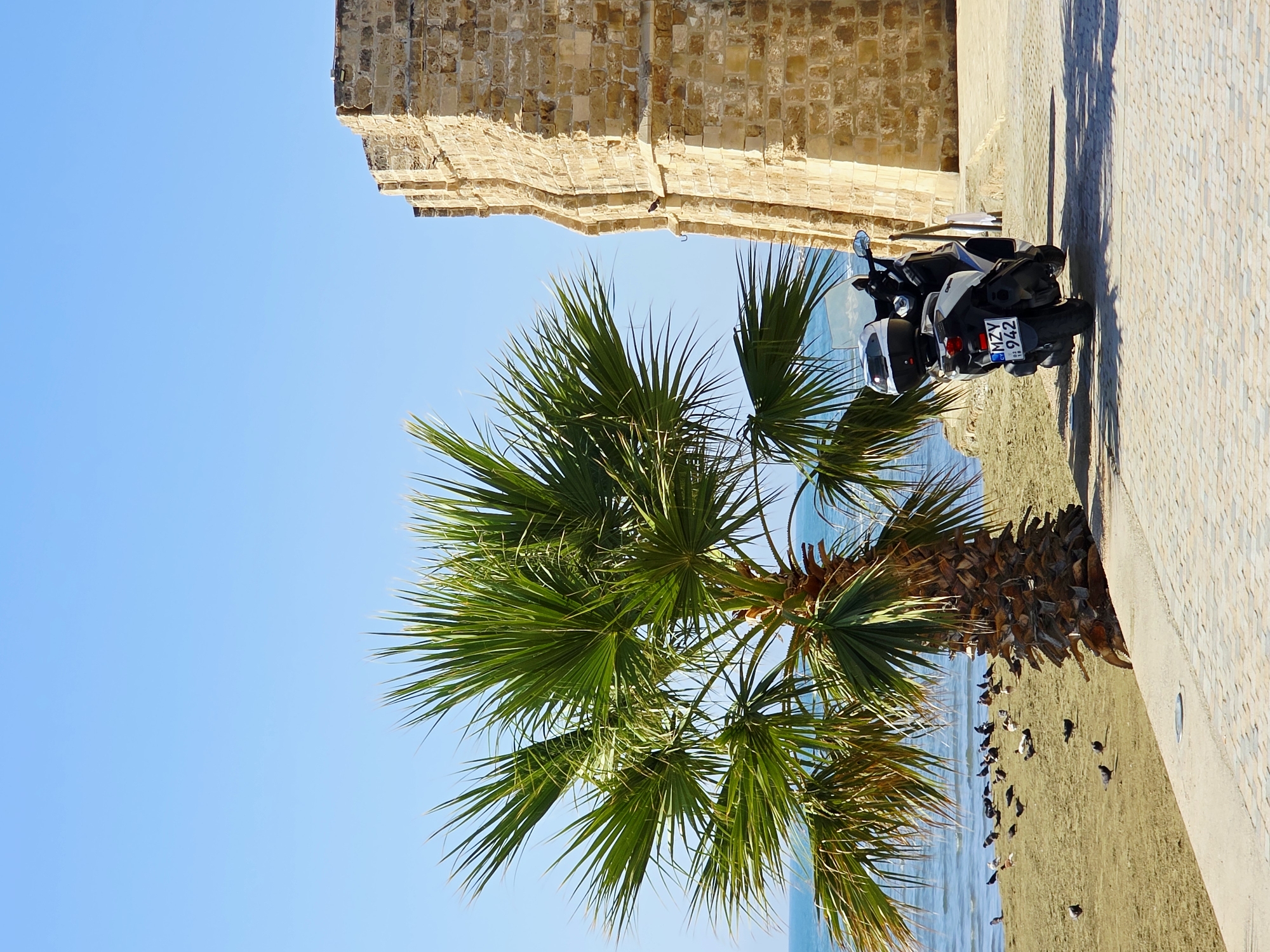 A palm tree is on the left side of the frame, with its fronds extending towards the top of the image. Behind the palm tree, the blue sea is visible, with a sandy beach in the foreground. Numerous pigeons are gathered on the sand. To the right of the palm tree, a section of a stone wall, likely part of the medieval castle in Larnaca, Cyprus, rises upwards. A white scooter is parked on the paved walkway to the right of the palm tree, facing away from the viewer, with its license plate reading "MZY 942". The sky is clear and blue.
