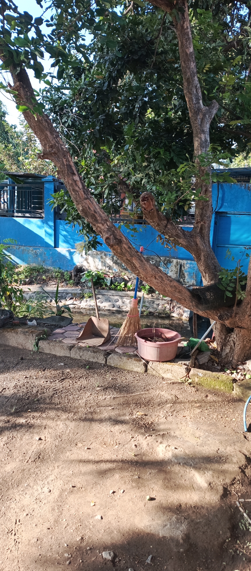 The image depicts an outdoor scene at ground level, likely a yard or garden area. Dominating the foreground is a dirt path with scattered small rocks and pebbles. A large tree with a rough, textured bark trunk and branches extends upwards and diagonally across the frame, casting shadows on the ground.
Behind the tree, a bright blue wall forms a backdrop. A dark metal fence with horizontal and vertical bars is visible along the top of the wall. Below the wall, there's a patch of green vegetation and a shallow water feature with stone edging.
In the middle ground, resting on a paved area of hexagonal and rectangular stones, are cleaning tools. A metal dustpan with a long handle lies flat, and next to it stands a straw broom with a blue handle. A pink plastic basin filled with dry leaves and debris is positioned to the right of the broom. More greenery is visible around the cleaning supplies.
The overall environment appears to be a residential outdoor space. The lighting suggests it is daytime, with strong sunlight creating distinct shadows. There are no visible people in the image. The scene suggests a moment of pause in outdoor maintenance or cleaning. The location is identified as Arjasa, Indonesia.