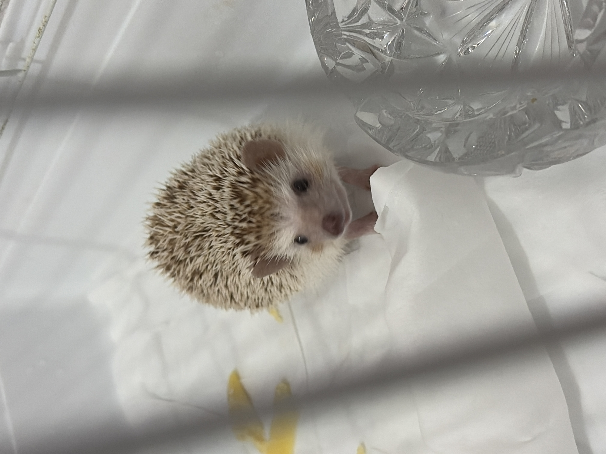 A small, light brown and white hedgehog is positioned in the center of the frame, looking directly at the camera. The hedgehog has dark eyes and a pink nose. It is resting on a white, crinkled surface, possibly bedding or paper. To the left of the hedgehog, there are several yellow splotches on the white surface. In the foreground to the right, a clear, faceted glass object is visible, with its top edge slightly obscured by shadows. The background consists of a white, plastic-like enclosure with horizontal bars across the top and sides, suggesting the hedgehog is in a cage or terrarium. The overall environment is clean and appears to be indoors. There is no indication of a location in Sofia, Bulgaria.