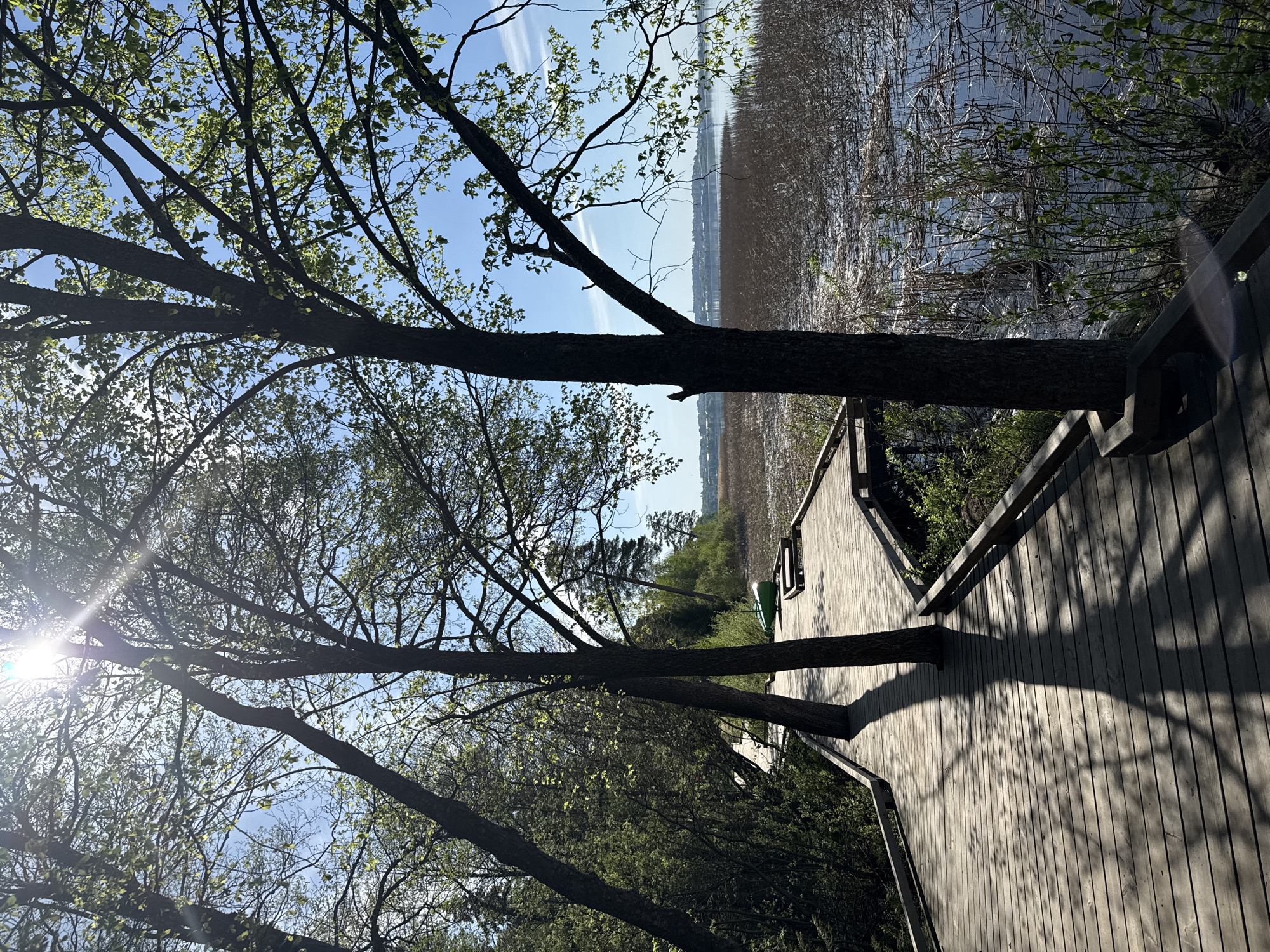 The image shows a wooden boardwalk leading towards a body of water with reeds and vegetation. Trees are growing through the boardwalk, their branches casting shadows on the wood. The sky is visible through the branches, appearing blue with some wispy clouds. The sun is shining brightly, creating a lens flare effect in the lower left of the image. The location is assumed to be near a body of water in Votkinsk, Russia, based on the prompt's instruction.