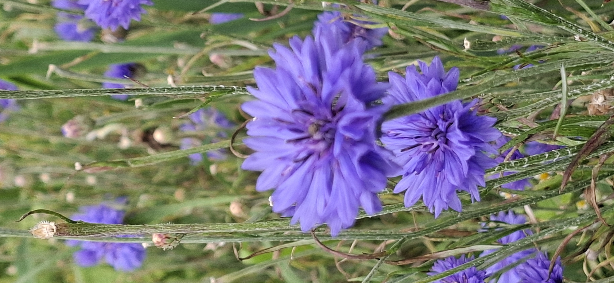 This is a close-up, vertical, outdoor photograph of a patch of vibrant blue cornflowers (Centaurea cyanus) in Vihi, Estonia. The foreground is dominated by two large, fully bloomed cornflowers, their petals a rich, saturated blue. The flower on the left is slightly out of focus and positioned to the left of center, while another large bloom is in sharp focus and takes up the right half of the frame, angled towards the viewer. A third, smaller cornflower is visible in the lower left corner, also in focus. The flowers are surrounded by numerous thin, green stems and stalks, some of which are fuzzy and appear to be covered in dew or moisture droplets, suggesting a humid or recently watered environment. In the background, more blurred cornflowers and foliage create a soft, green and blue bokeh effect. The overall impression is one of lush, natural growth in a field or garden setting. There are no people or animals visible in the image.