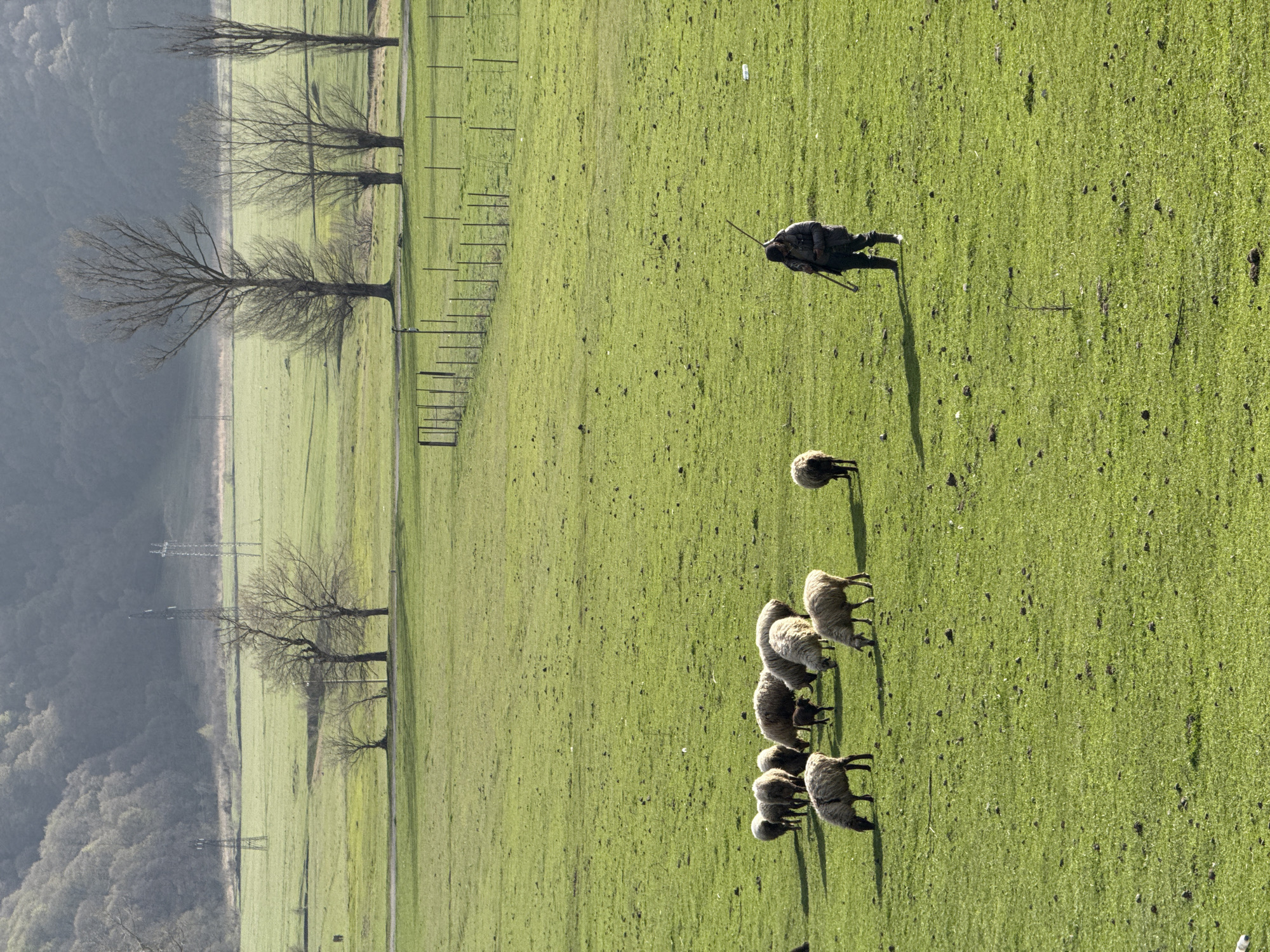 The image shows a green field landscape, likely in a rural area. A small flock of sheep are grazing in the lower right quadrant. A man, possibly a shepherd, stands in the upper right holding a long pole. He is wearing dark clothing. A lone sheep is situated between the shepherd and the flock. In the background, a row of bare trees lines the edge of the field, transitioning into a blurred, mountainous landscape. A barbed wire fence is visible along the edge of the field by the trees. The lighting suggests it's either early morning or late afternoon. There's no clear visual evidence to specifically pinpoint the location as Margahovit, Armenia, but the landscape is consistent with the general geography of the region. Electrical pylons can be seen in the background.