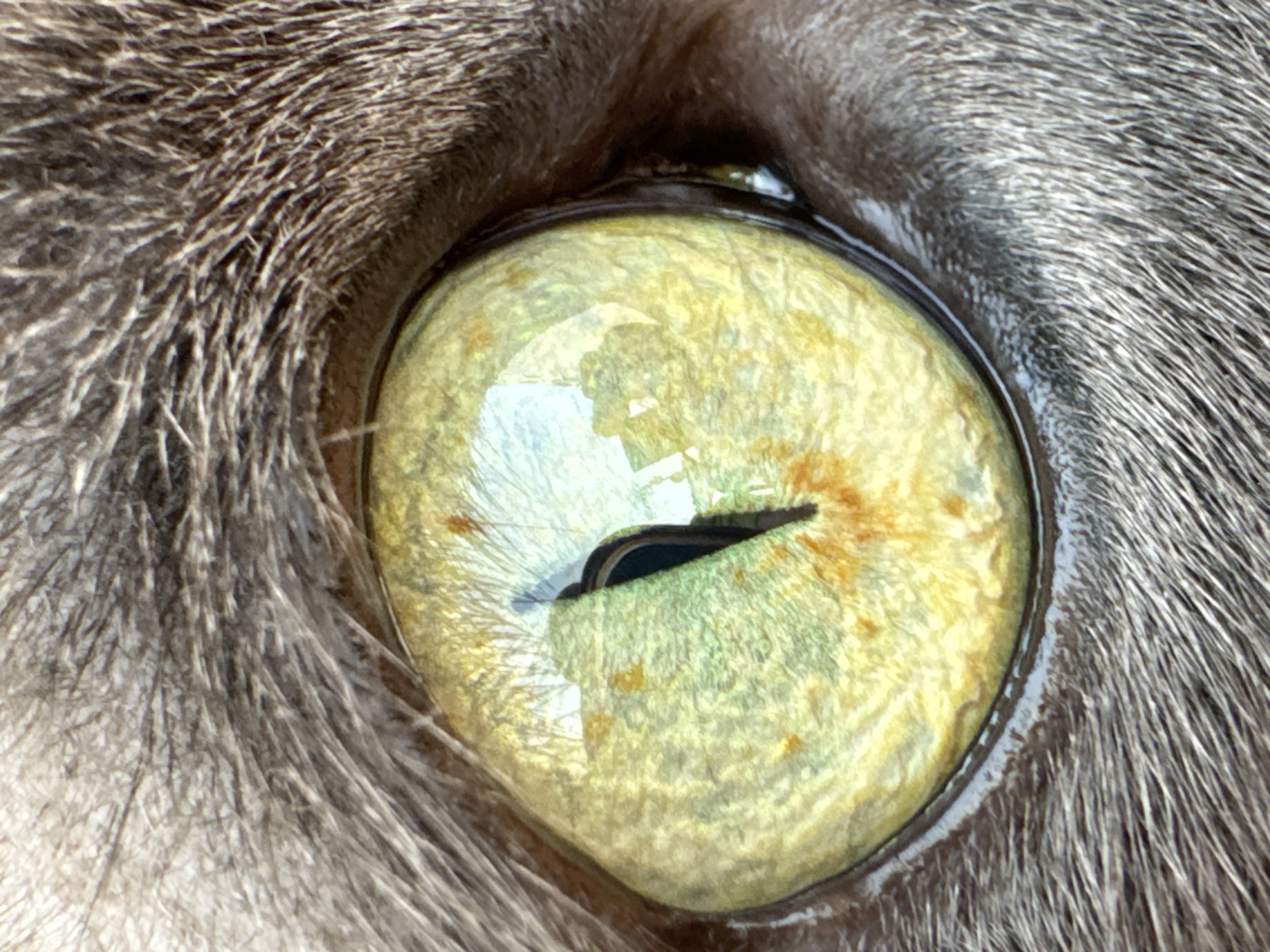 The image is an extreme close-up macro photograph of a cat's eye. The iris is a vibrant yellow-green with intricate patterns and speckles of orange and brown. The slit-shaped pupil is dark black and is partially closed. Reflections of what appear to be a room with bright lights are visible on the surface of the eye. The surrounding fur is thick, gray, and finely detailed, showing individual strands. The lighting suggests an indoor setting. The image does not provide any information about the location in the city of Torrevieja, Spain, as it focuses solely on the feline eye.